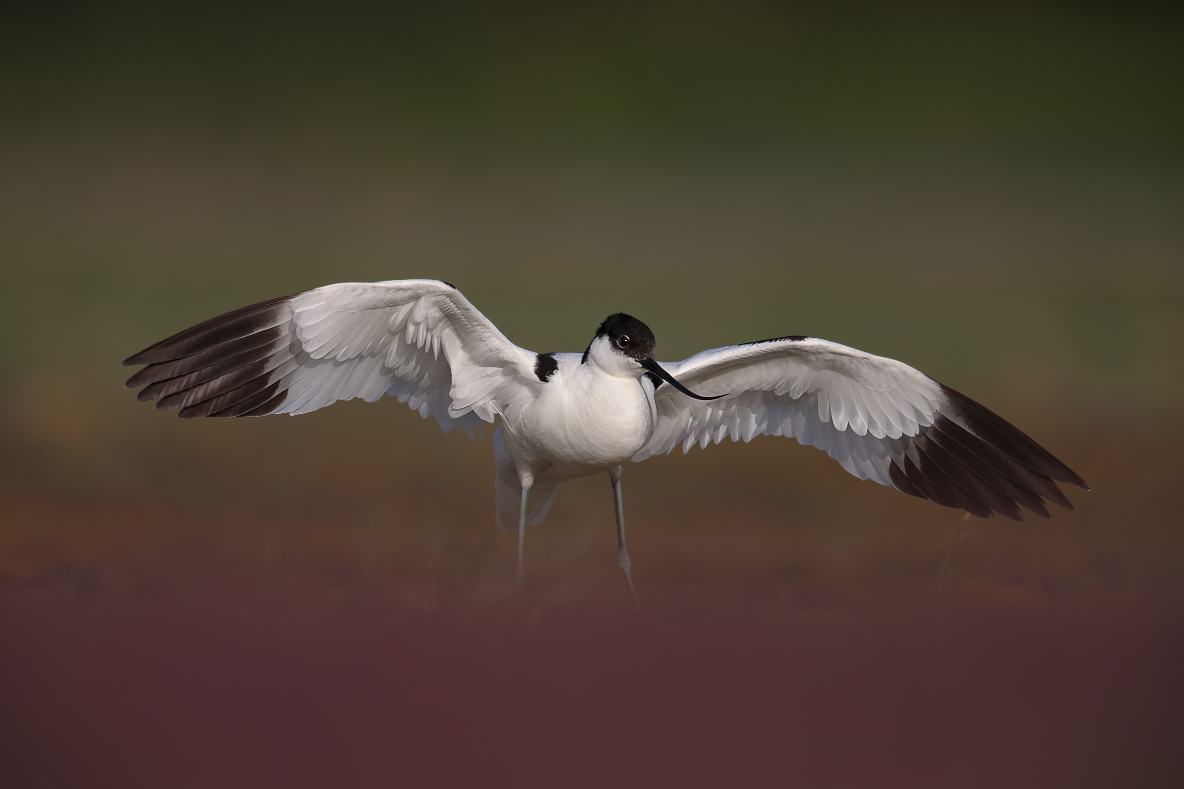 avocet