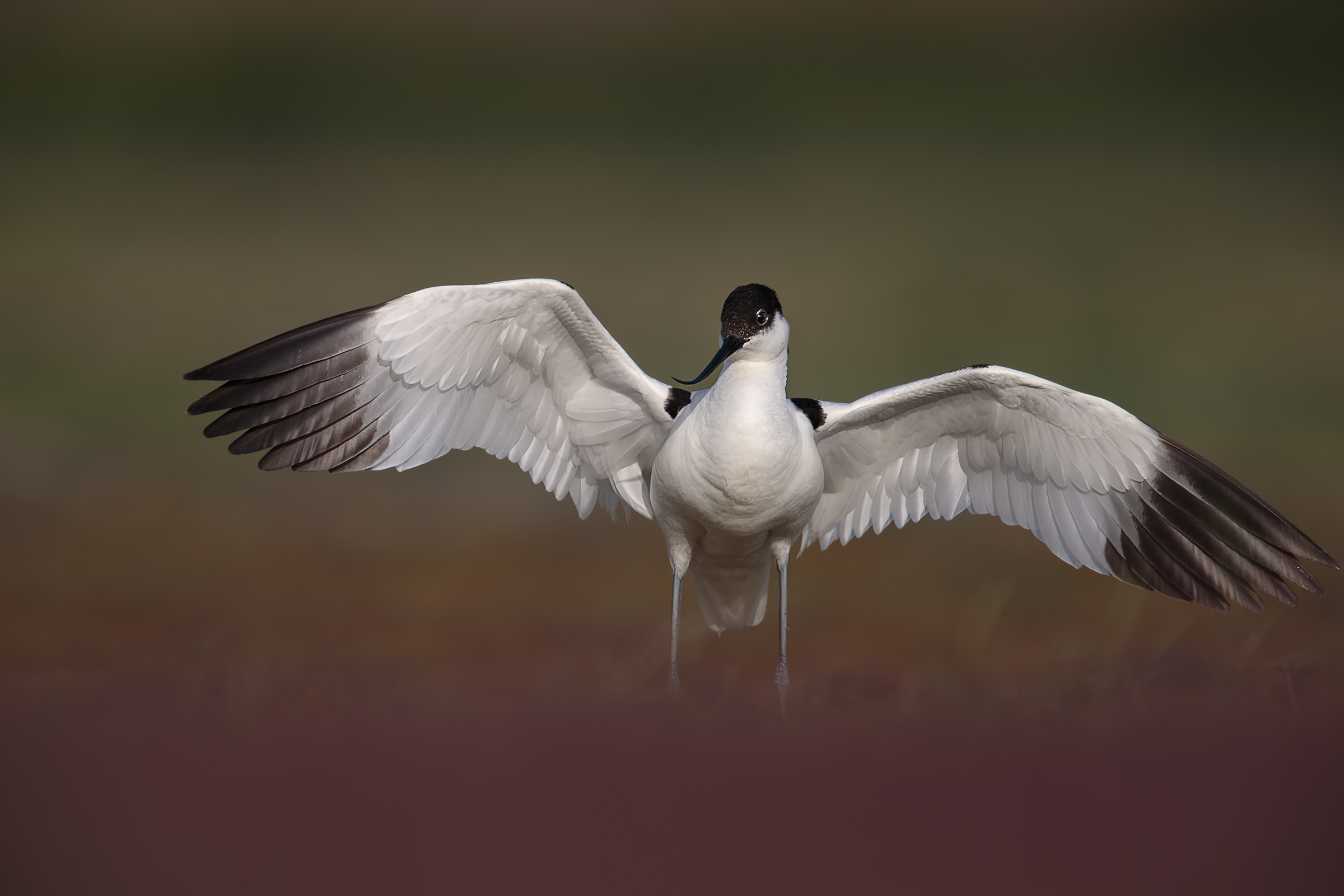 avocet
