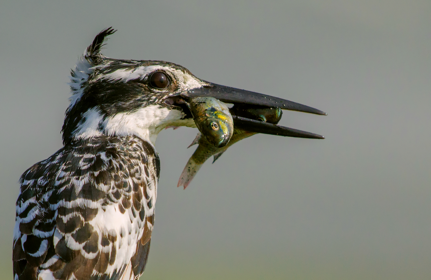 raddoppiare il divertimento