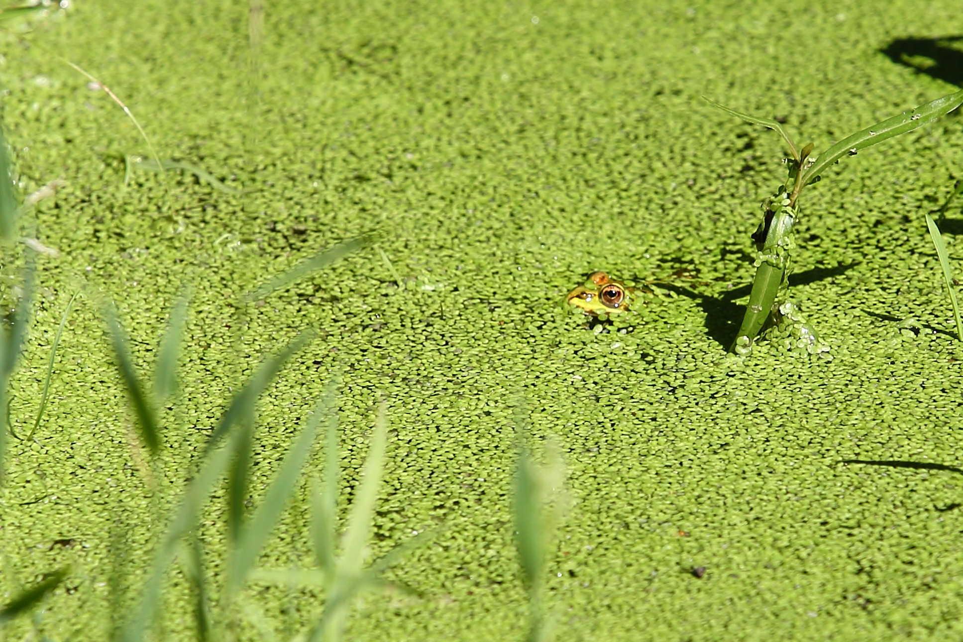 Rana nello stagno #1