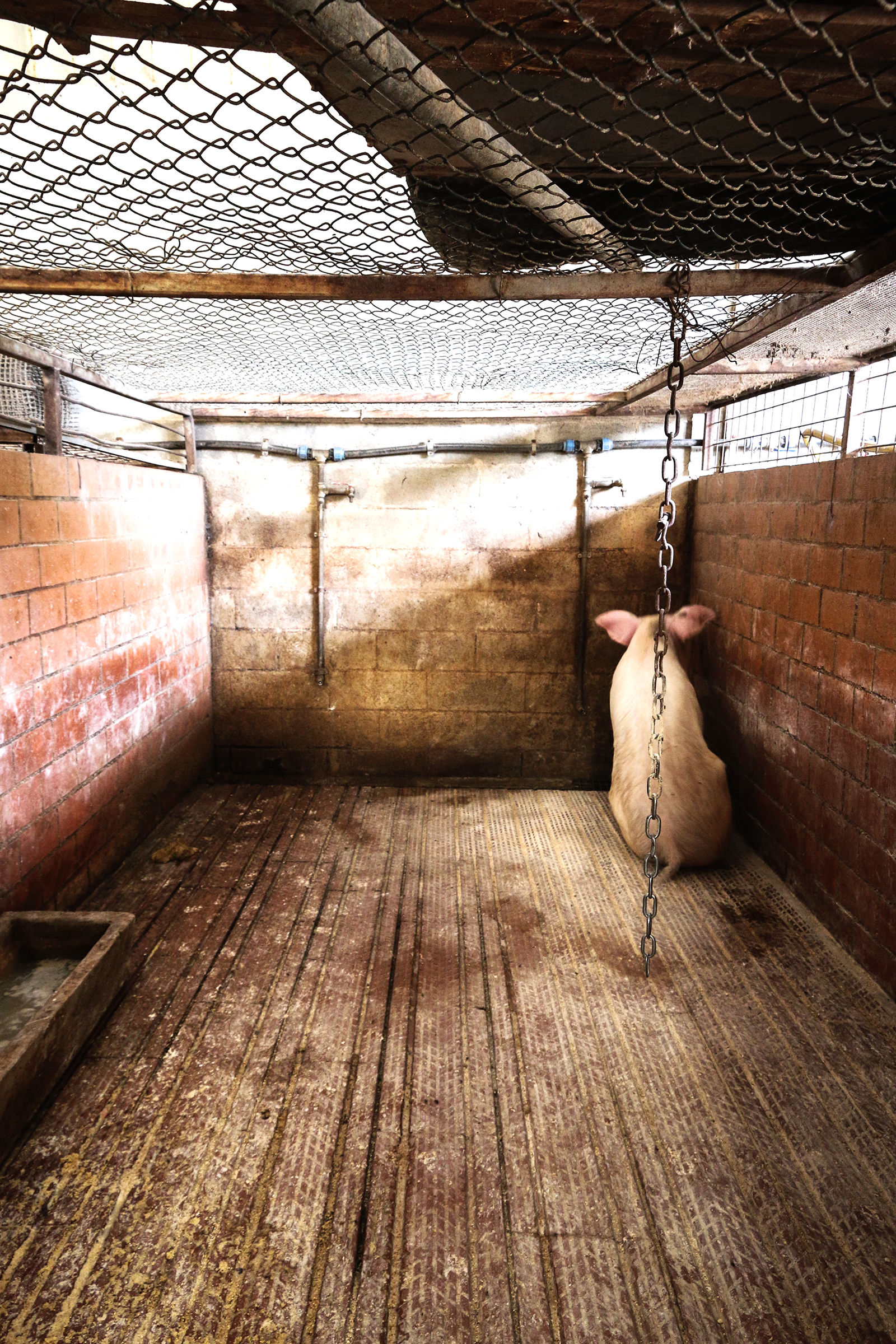 Aspettando il macello