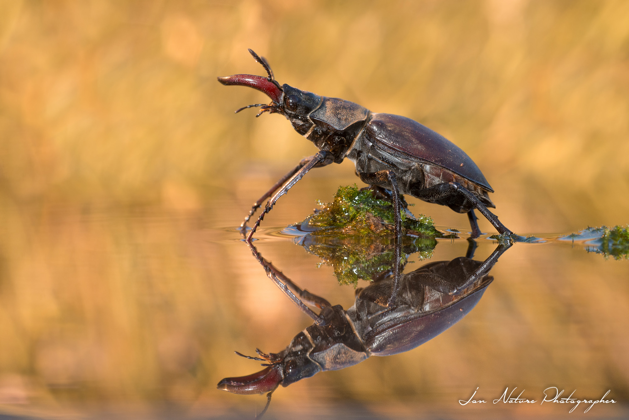 Prove di specchio, cervo volante