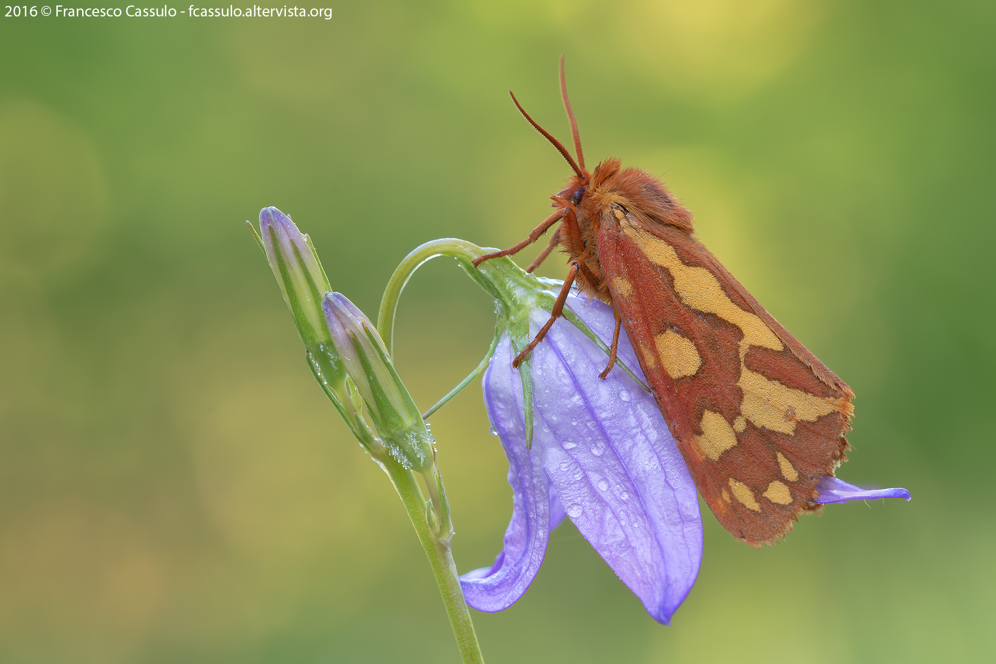 Hyphoraia testudinaria (Geoffroy in Fourcroy, 1785)