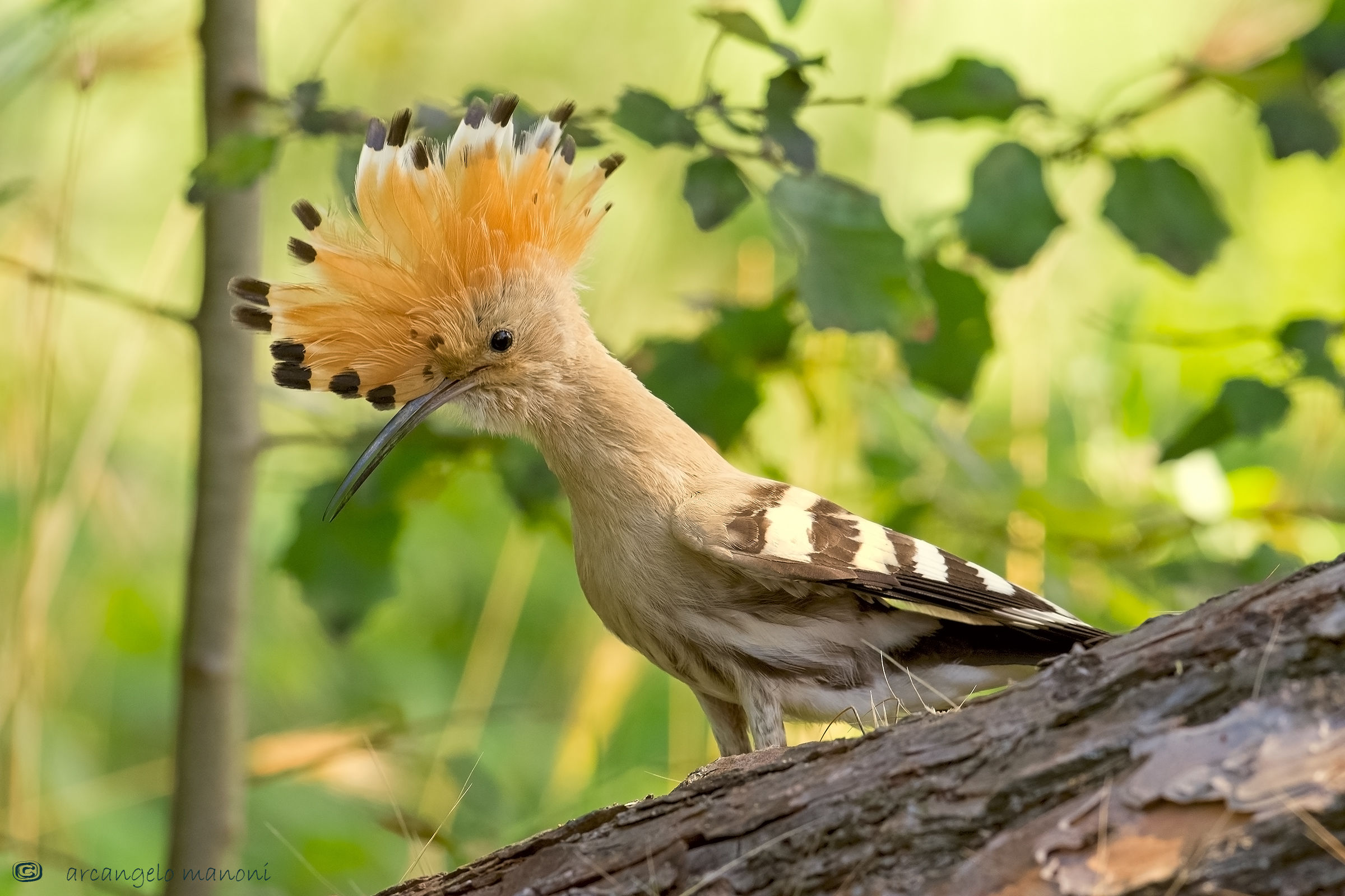 Dacci oggi il nostro upupa quotidiano
