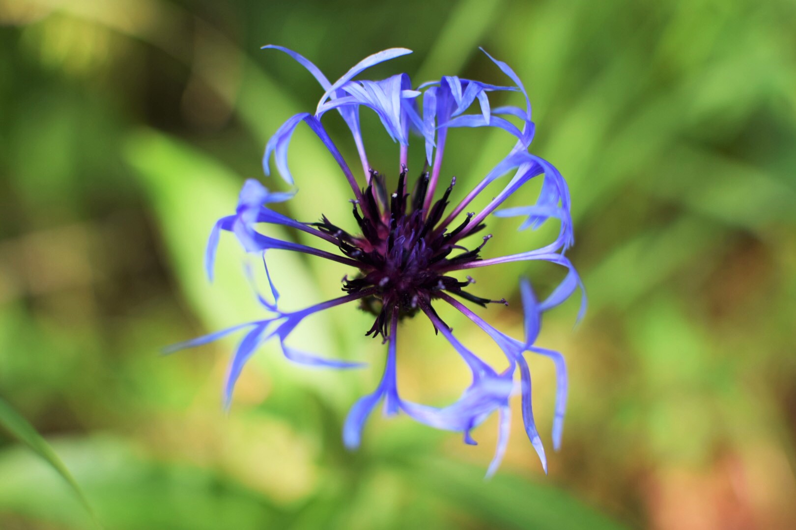 serenity family context