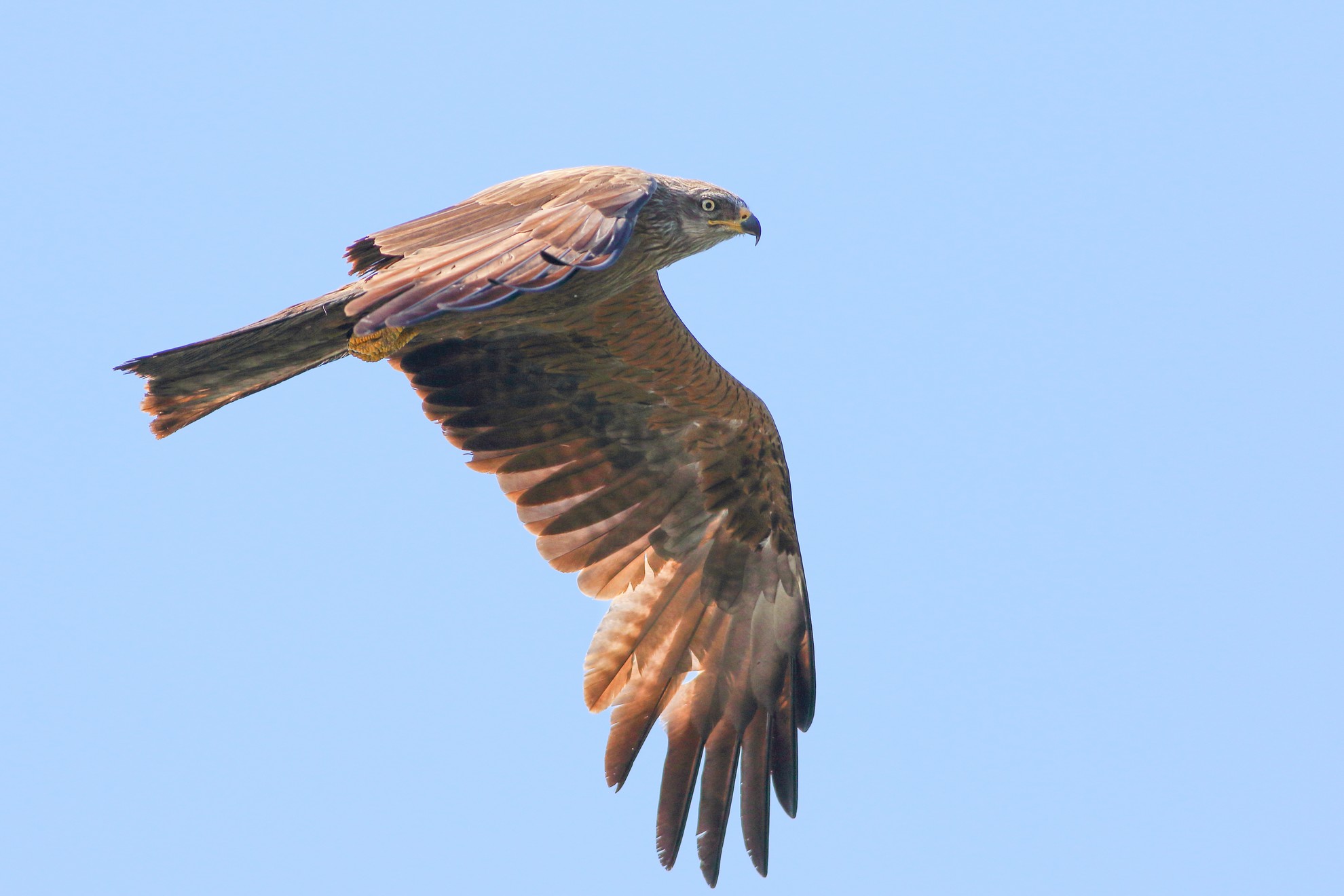 Black Kite