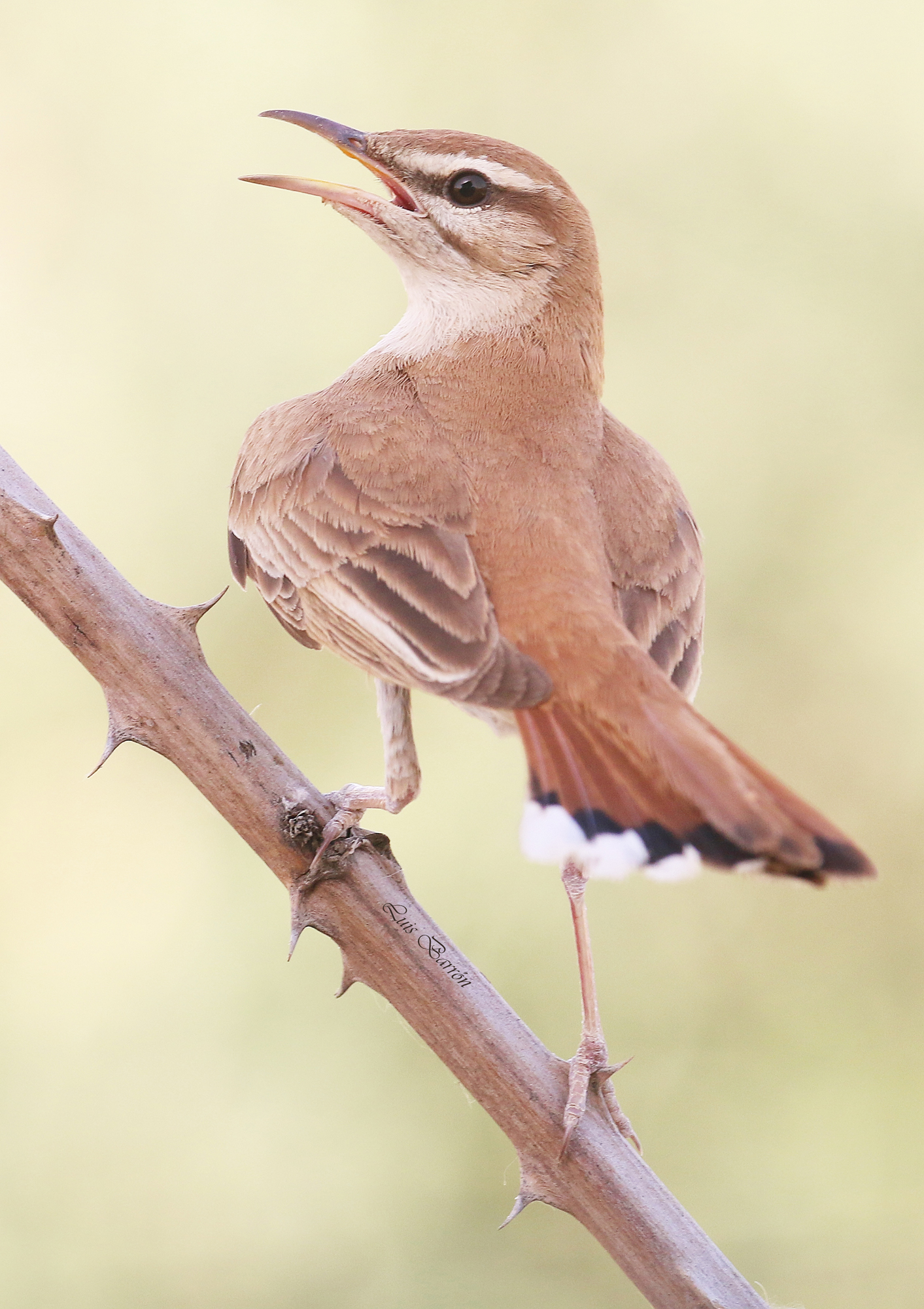 Nightingale of Africa