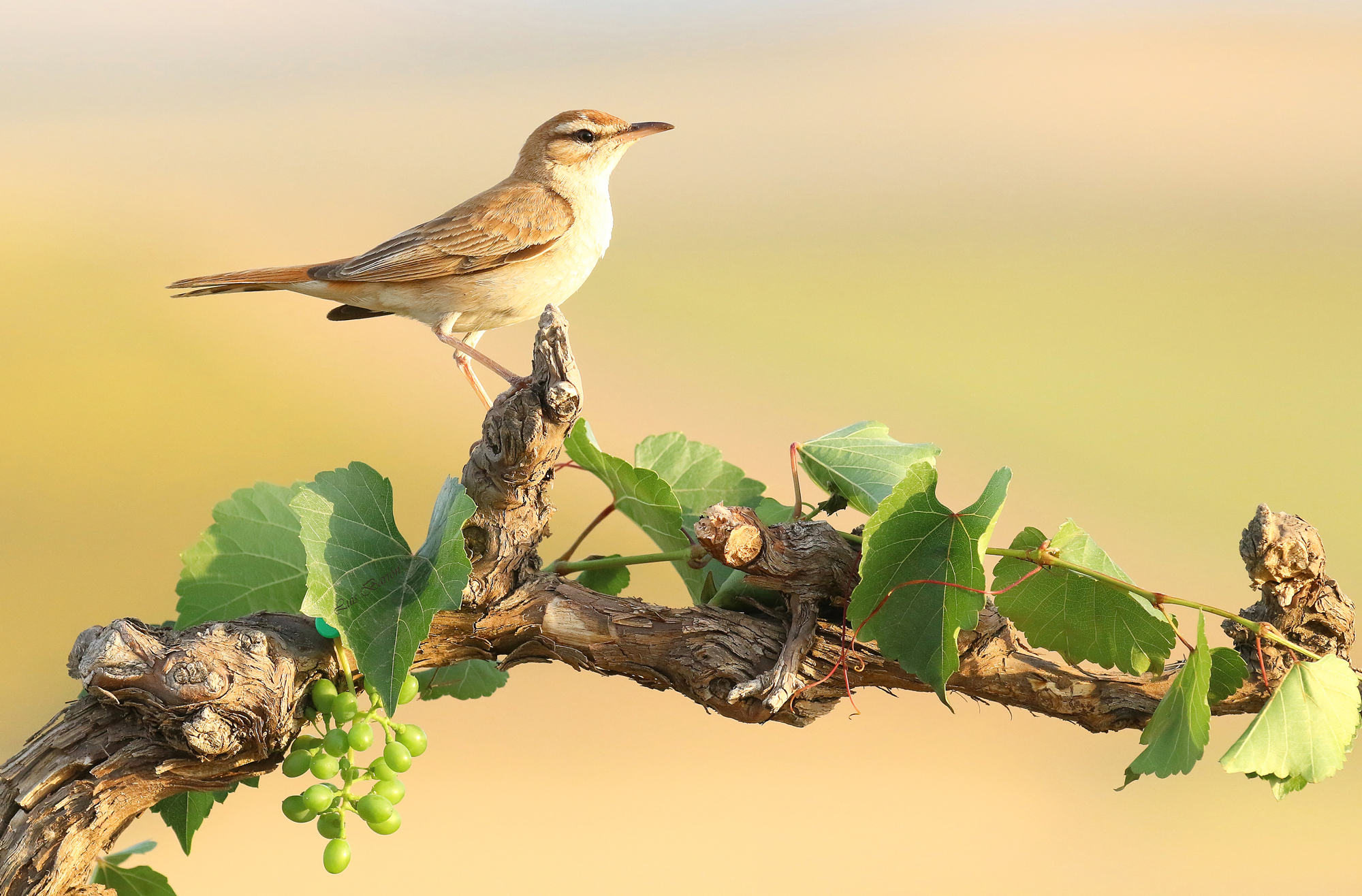 Nightingale of Africa