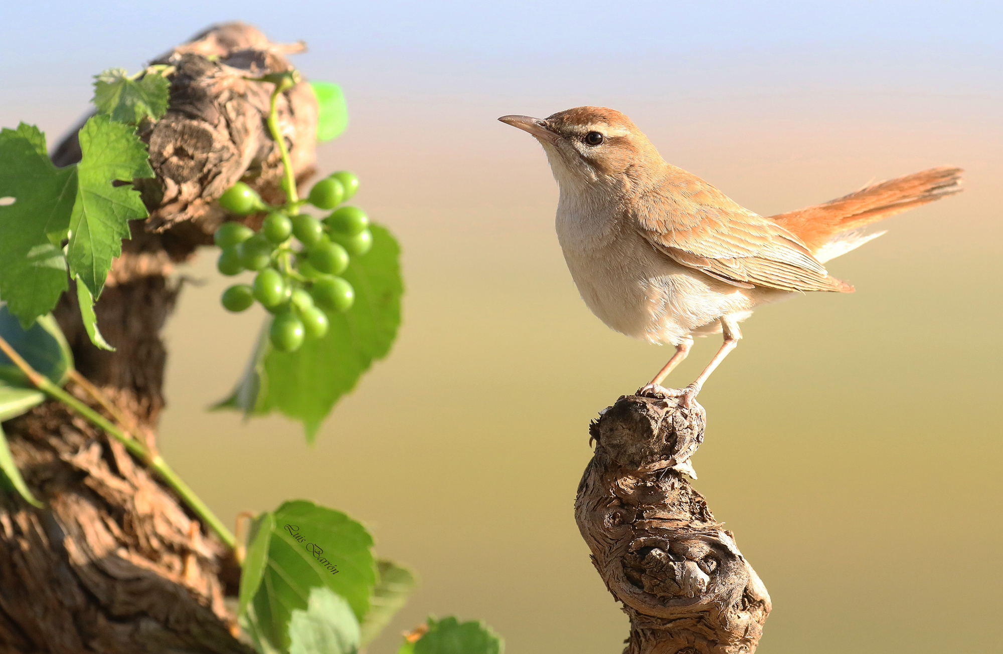 Nightingale of Africa