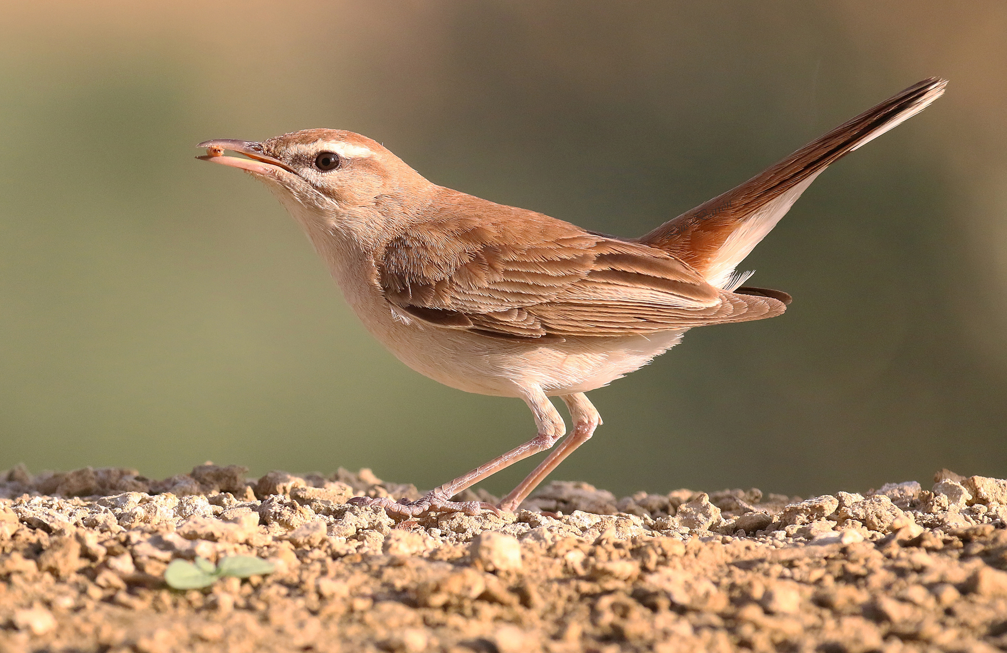 Nightingale of Africa