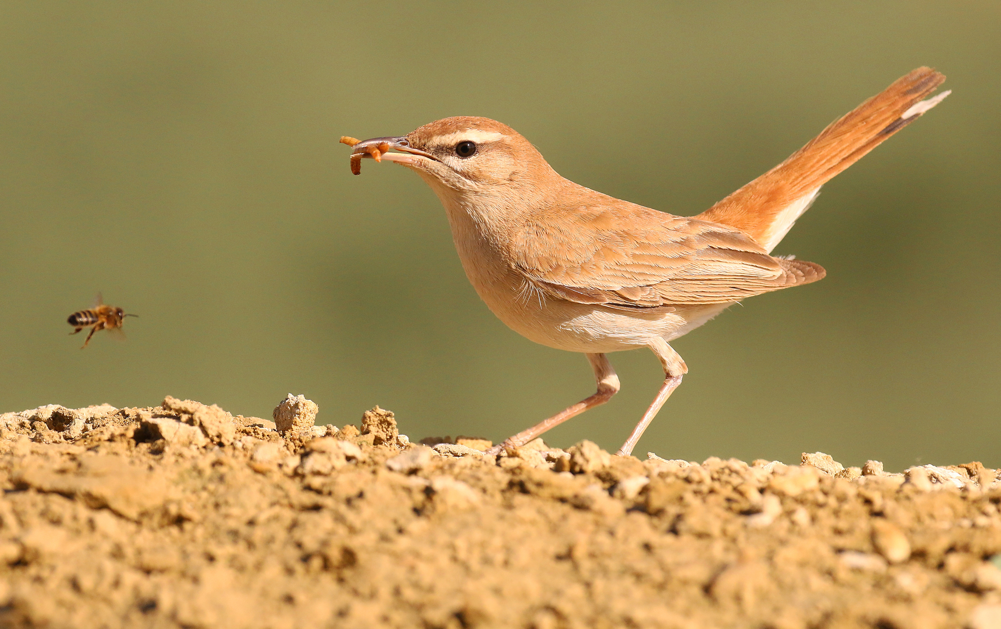 Nightingale of Africa