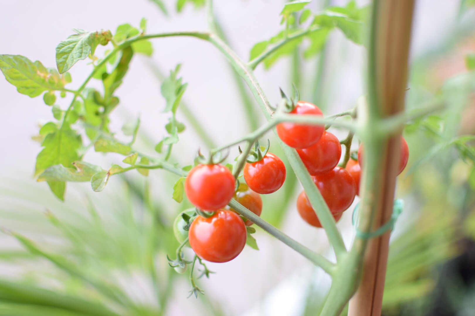 Gio Pomodoro il Vecchio