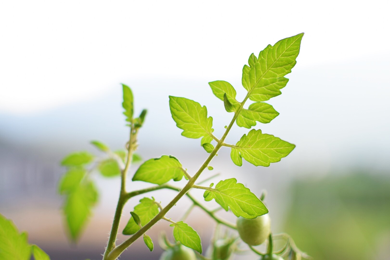 Foglio o son destro?