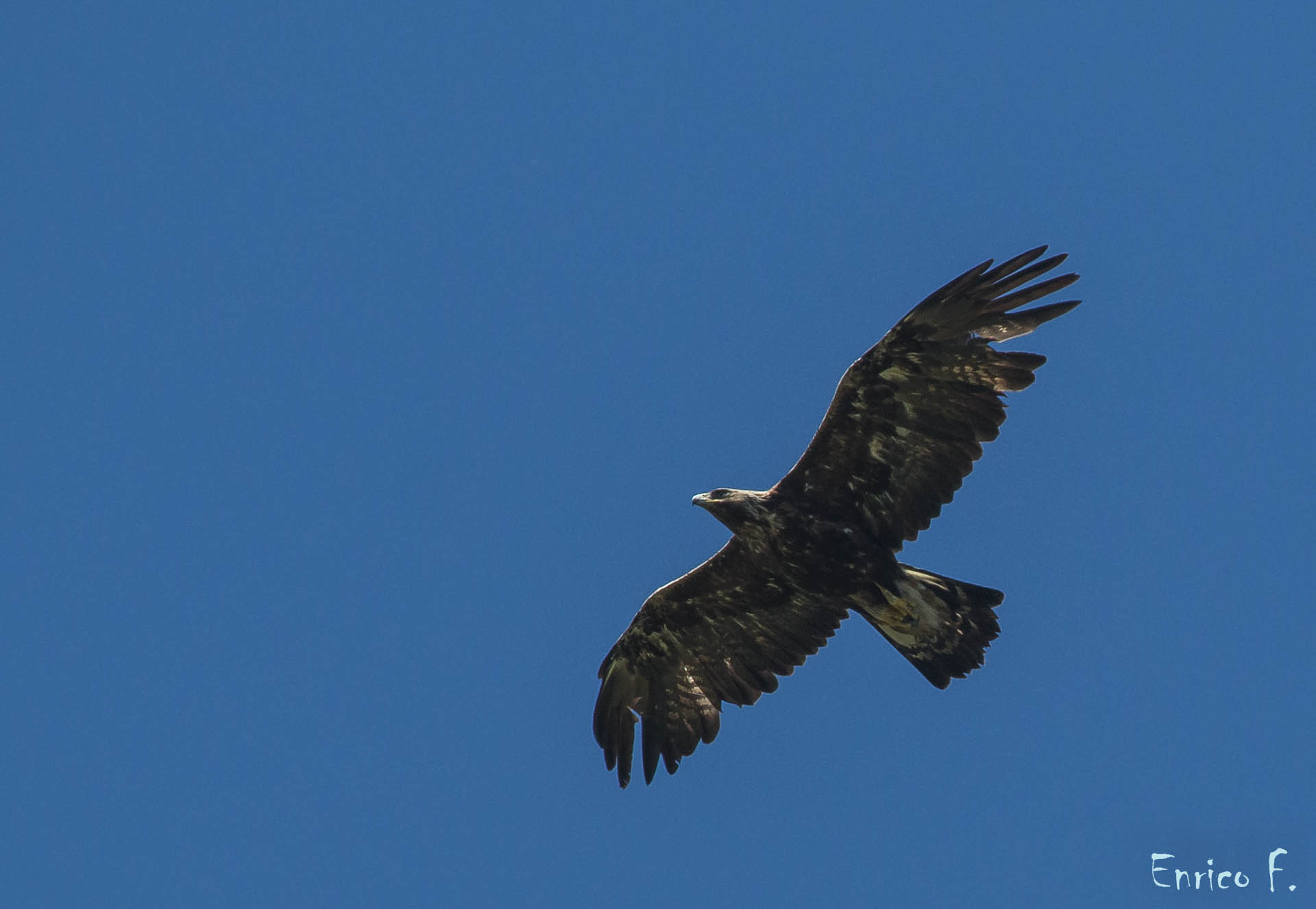 golden eagle, prov. turin