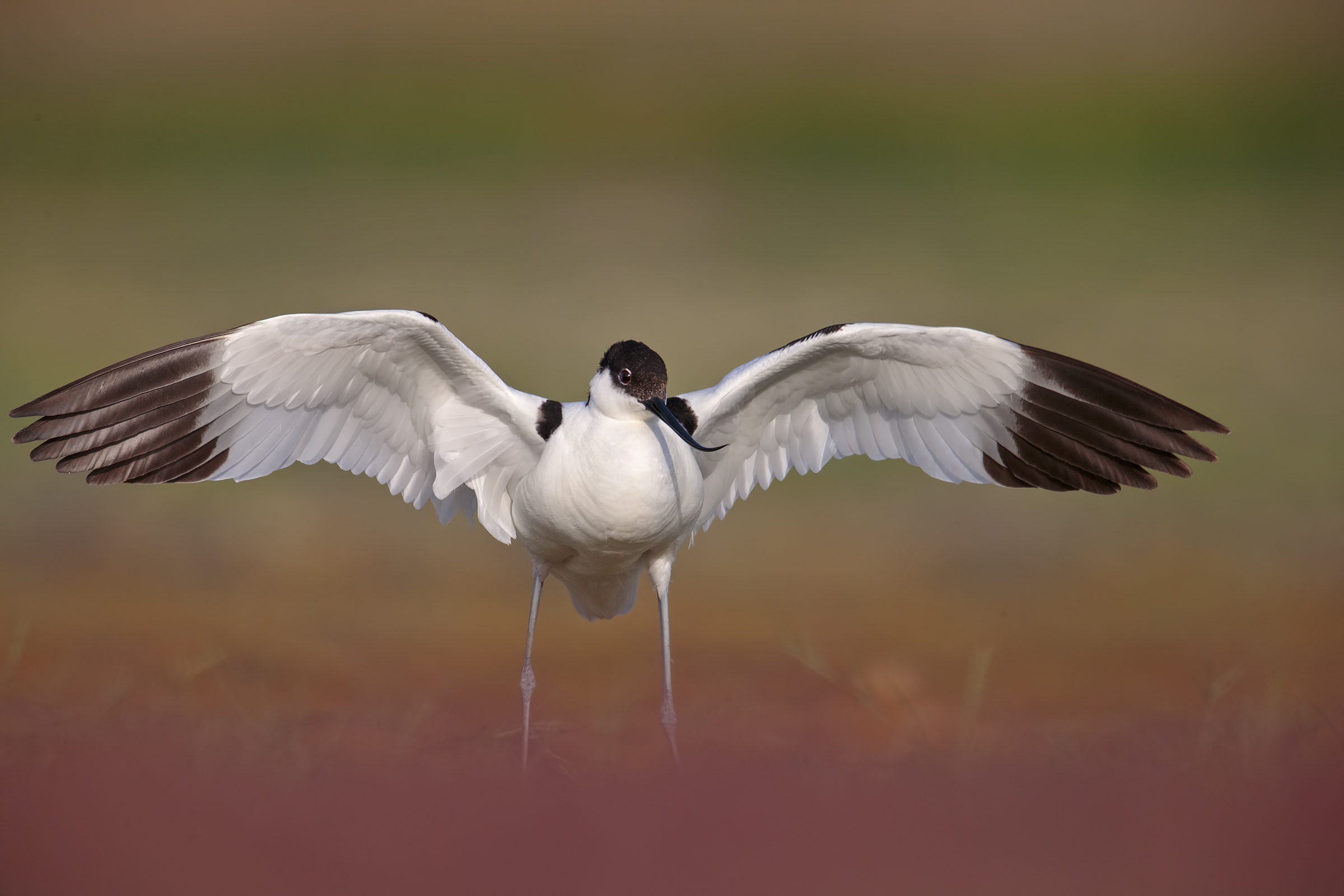 avocet