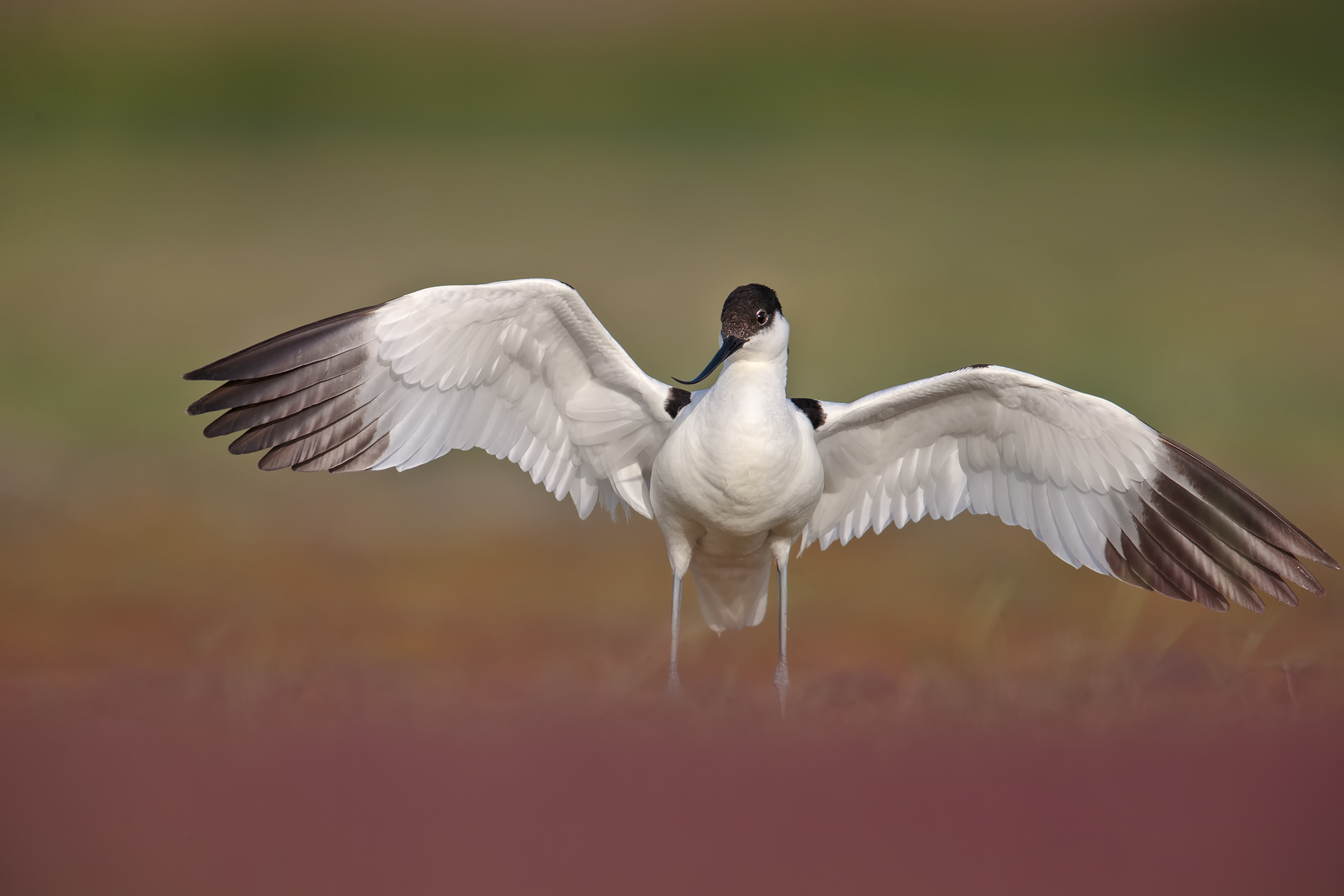 avocet