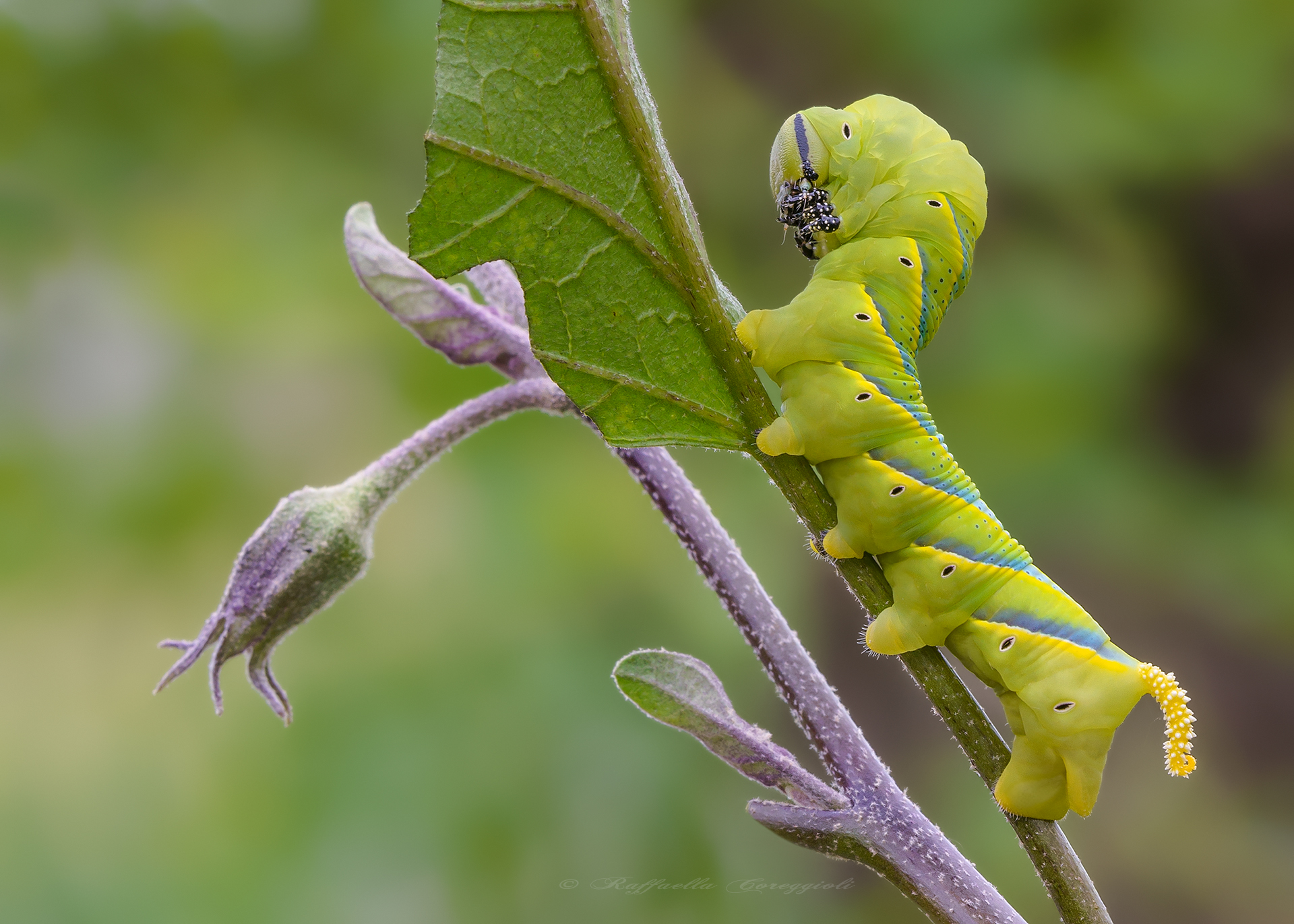 Acherontia atropos