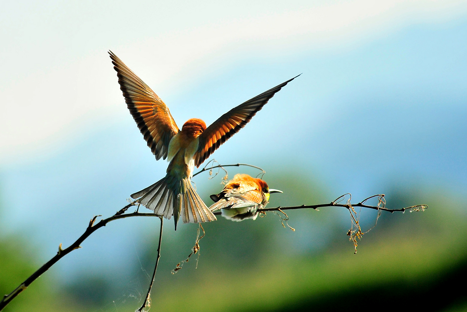 The two bee-eaters