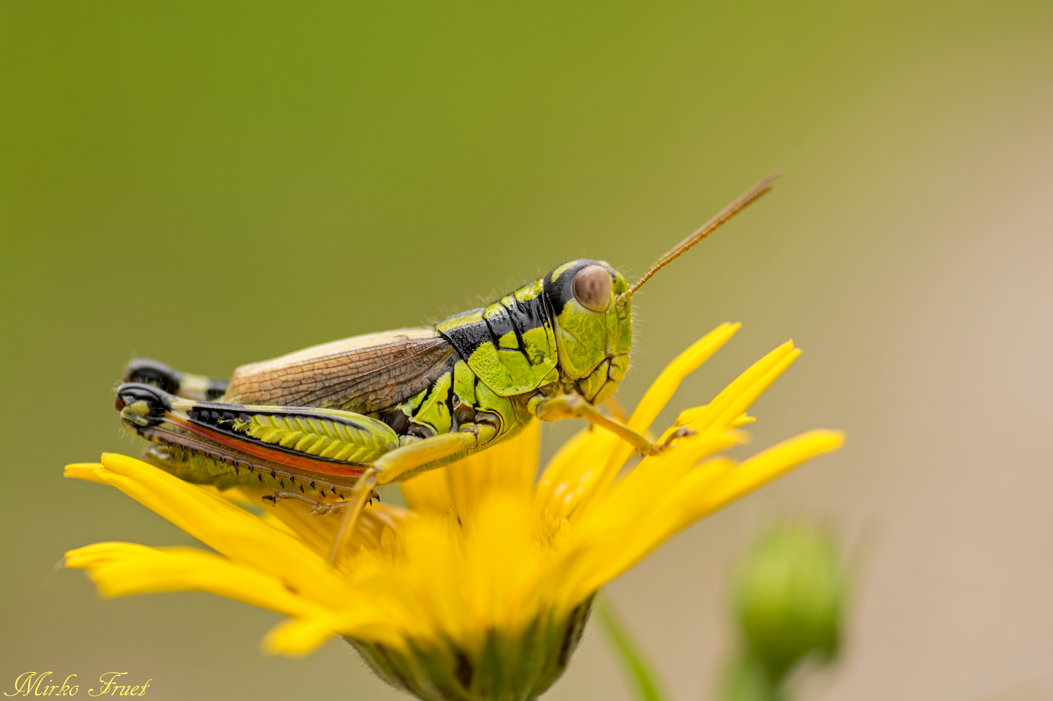 L'accoglienza di un fiore