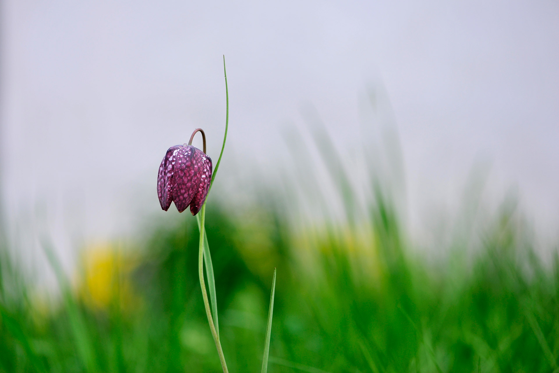 Fritillaria tubaeformis