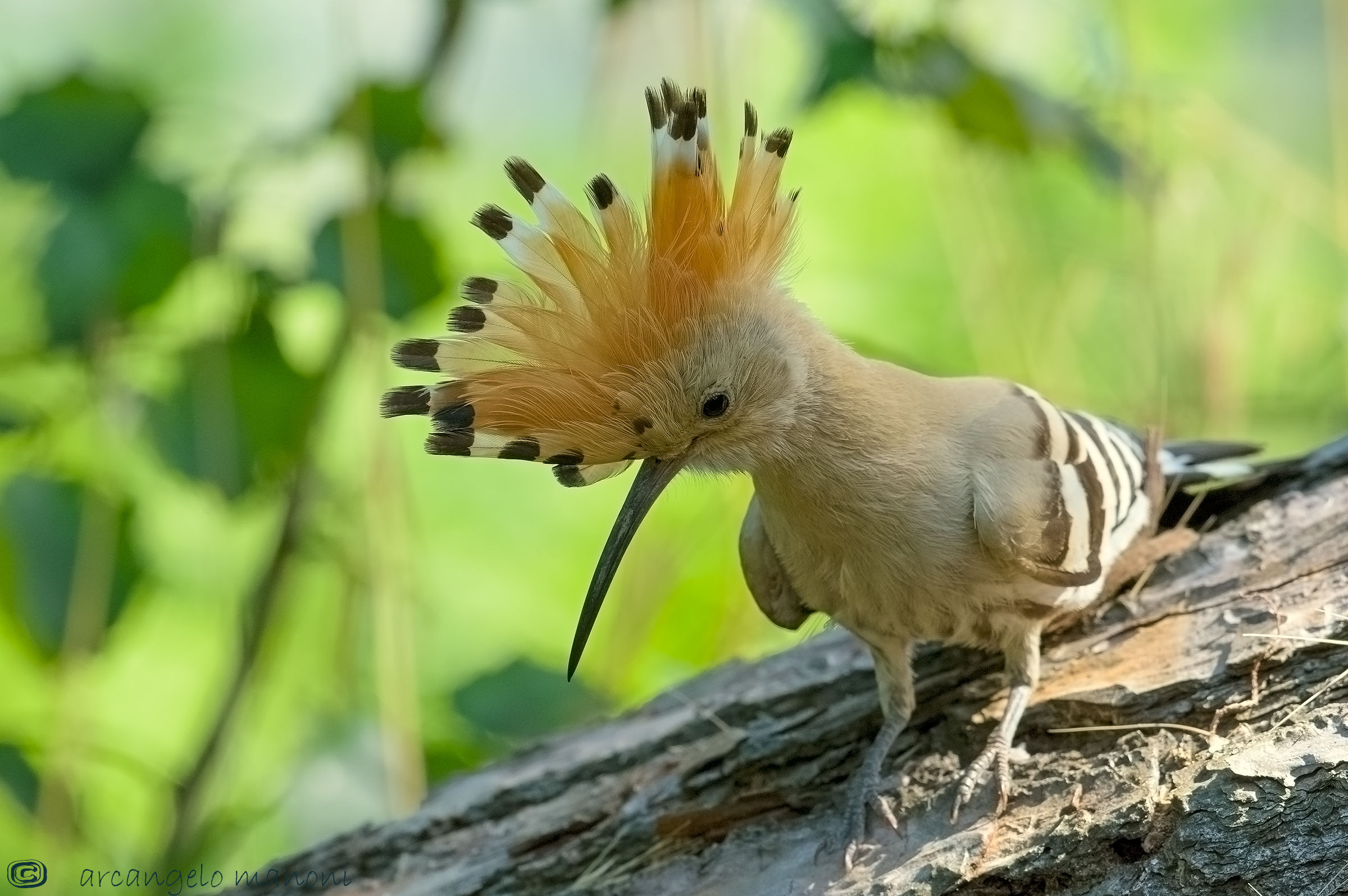 Il mio amico ciuffolotto in controluce