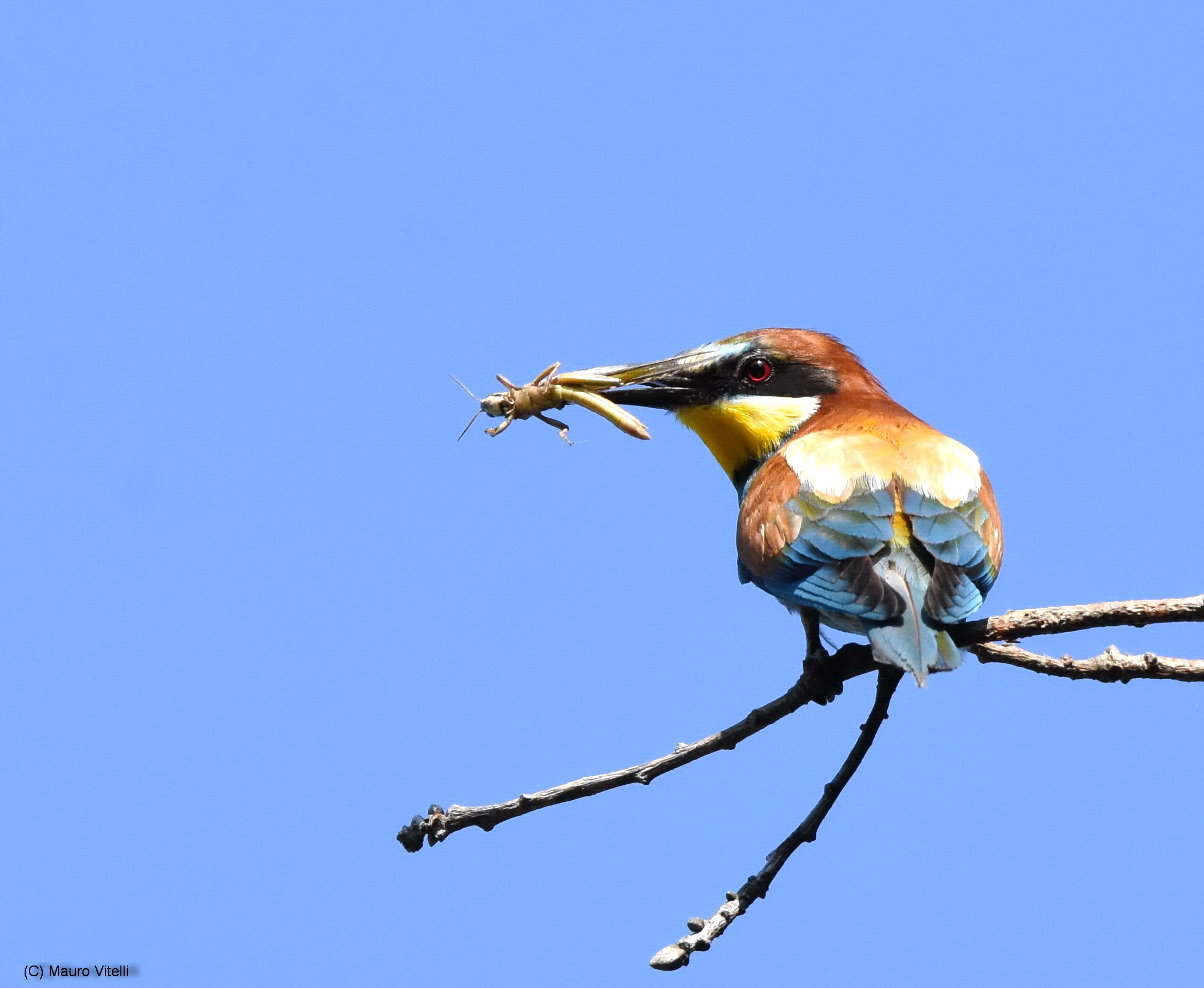 Bee-eater with prey (grasshopper)