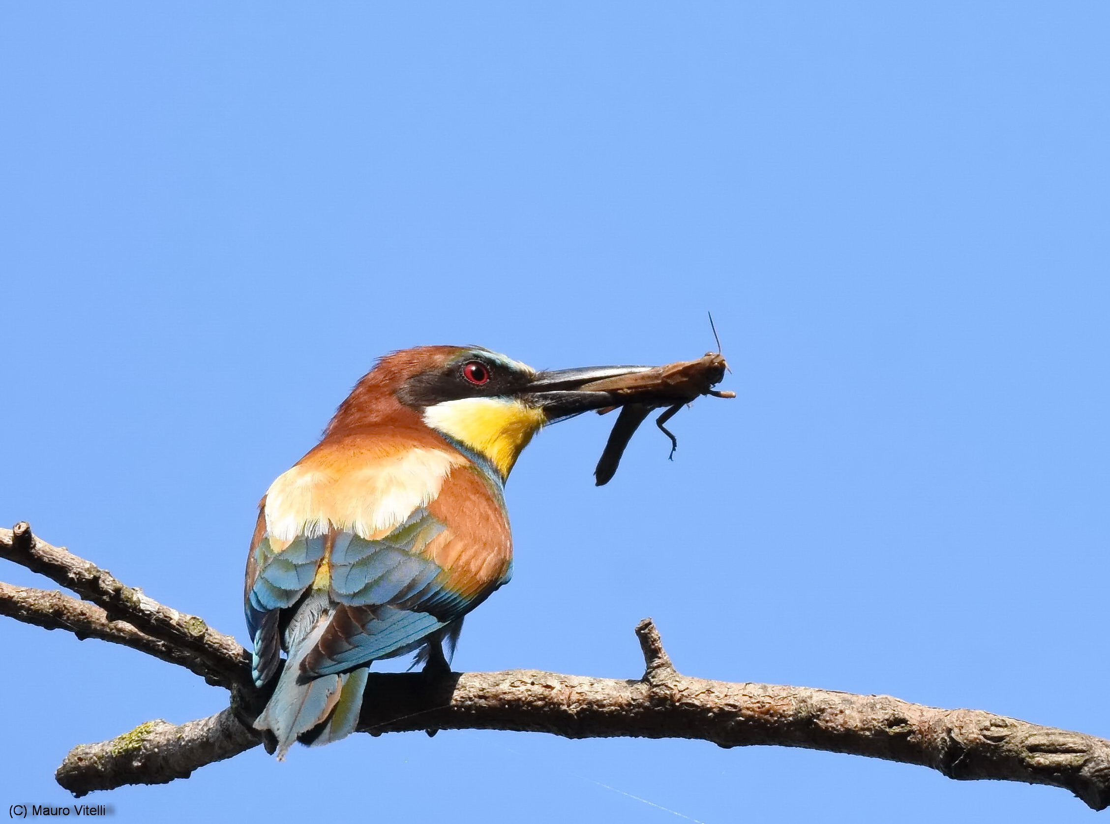 Bee-eater with prey (grasshopper) dest profile.