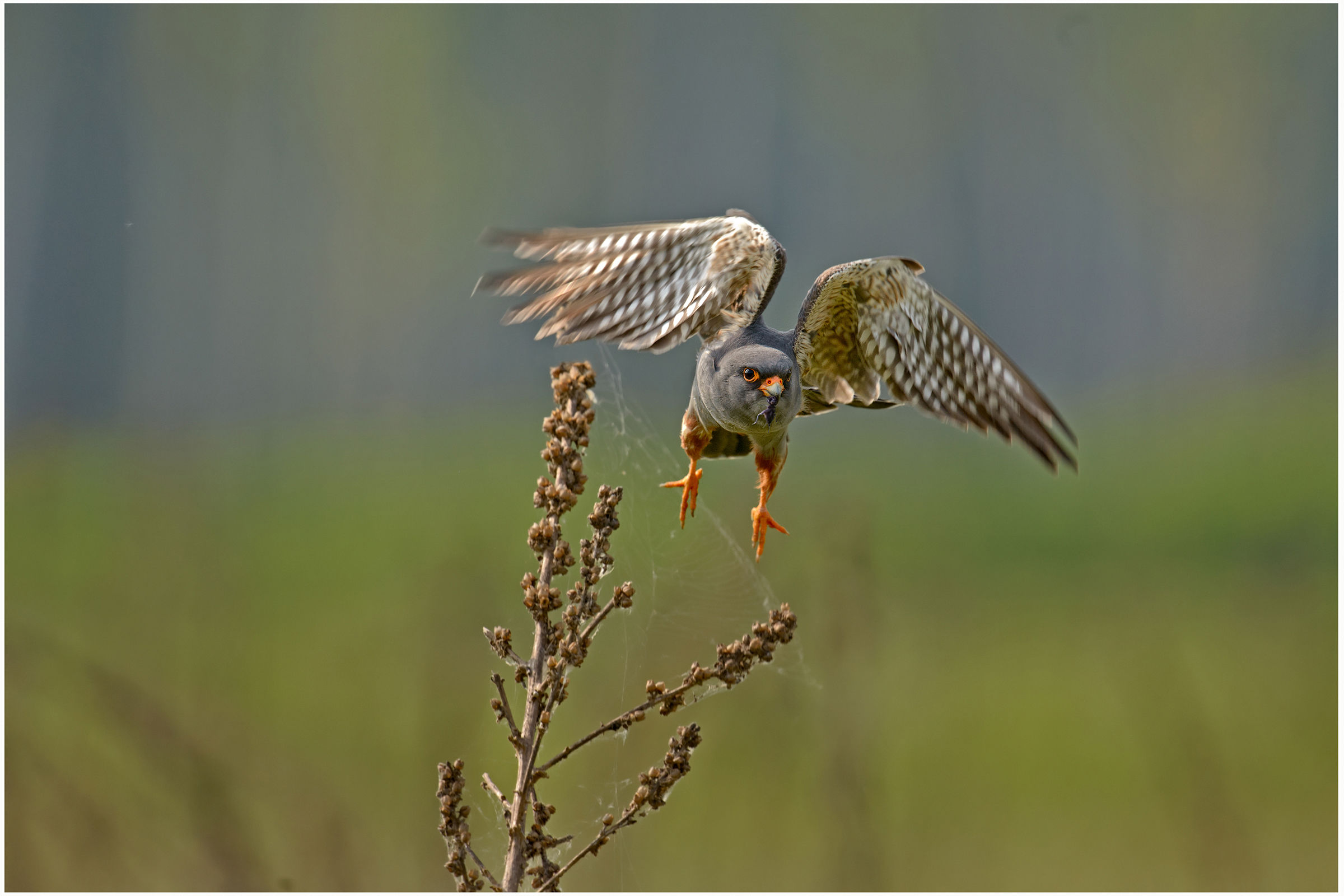 Falco Cuculo maschio