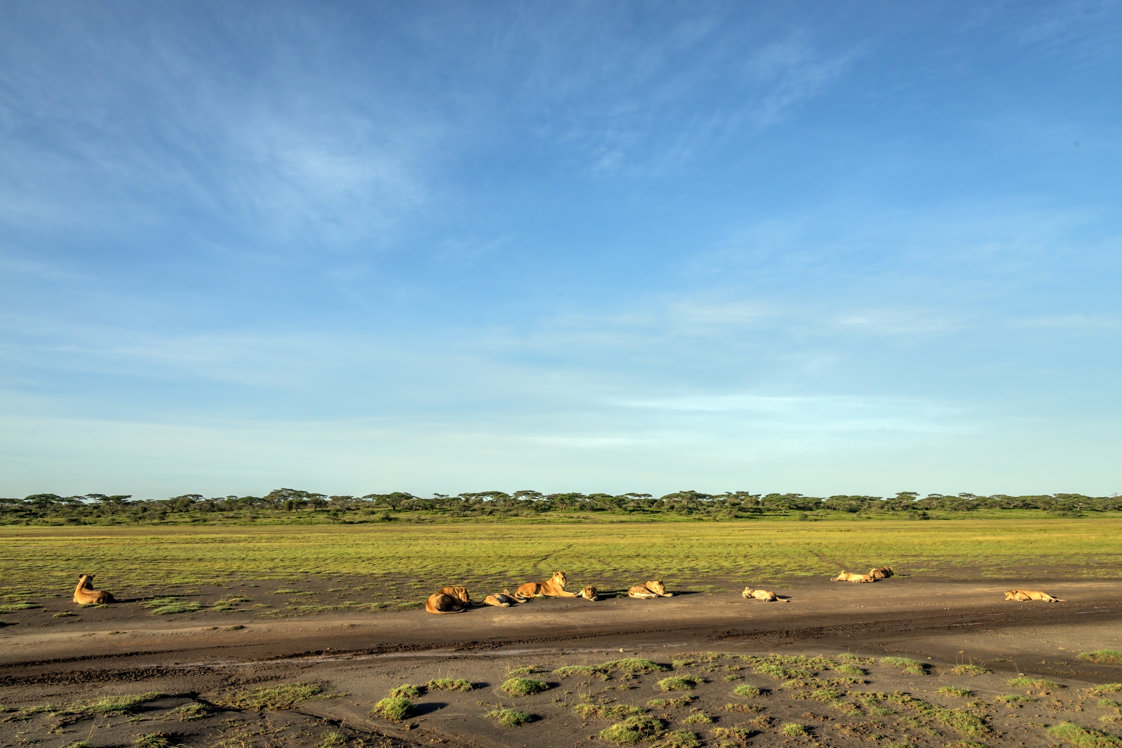 Tanzania 2016 - Ndutu area