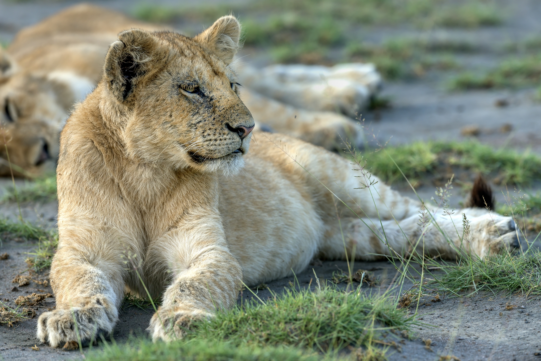 Tanzania 2016 - Cucciolio