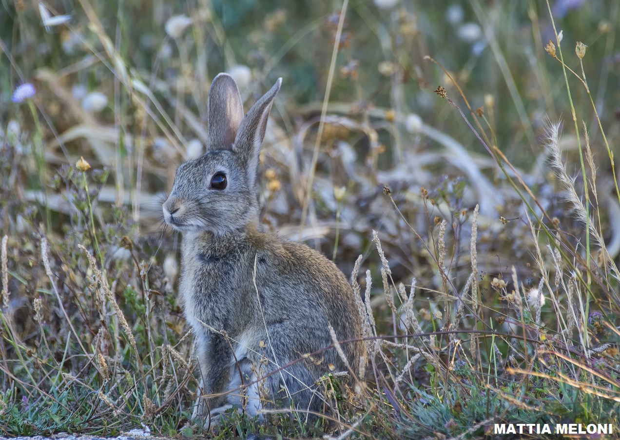 Coniglio selvatico  (Oryctolagus cuniculus)