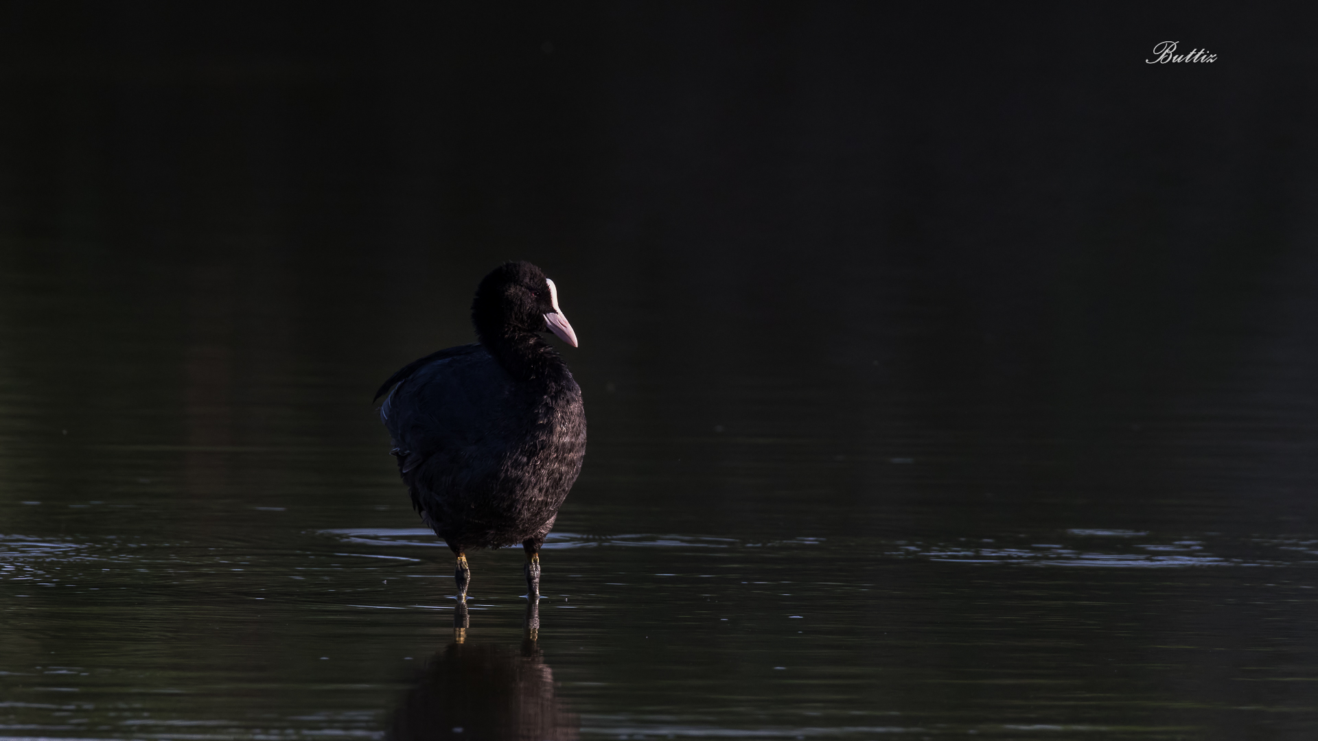 Coot in the early morning