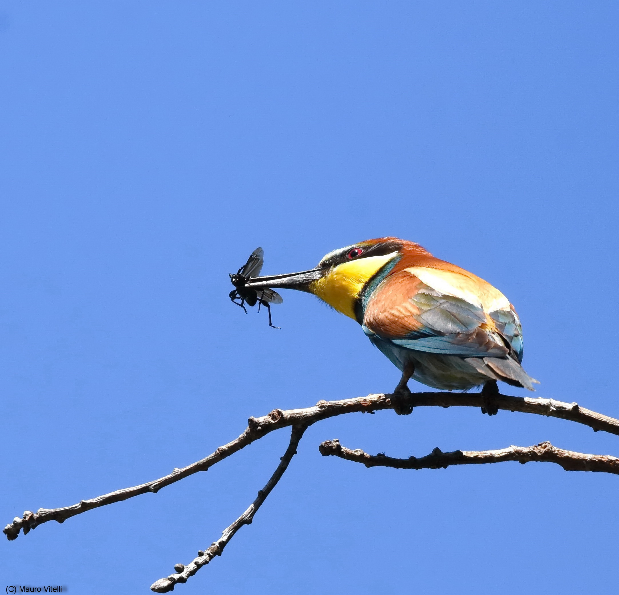 Bee-eater with prey