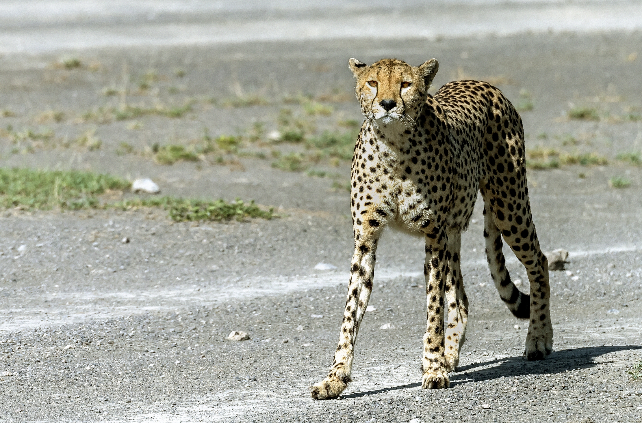 Tanzania 2016 - Cheetah