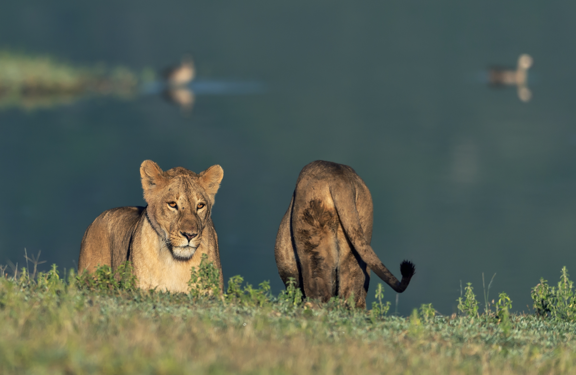 Tanzania 2016 - Nel Ngorongoro crater
