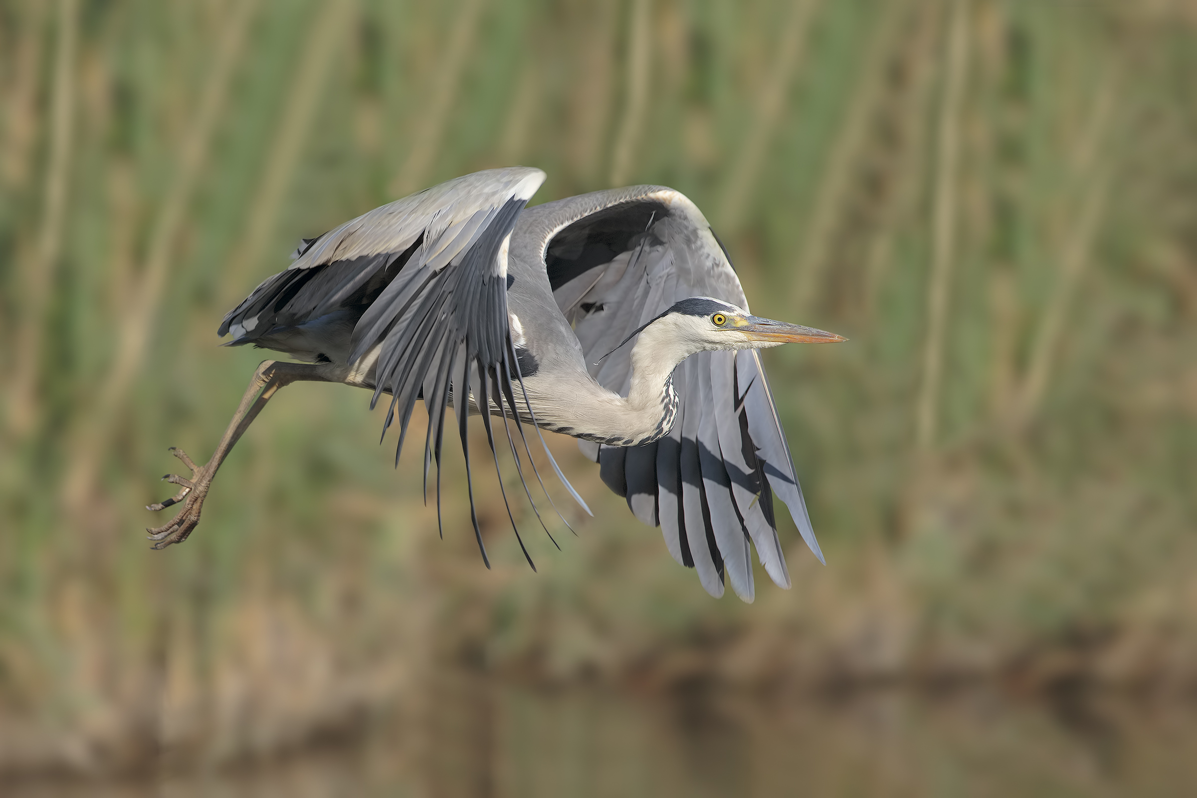 Grey Heron