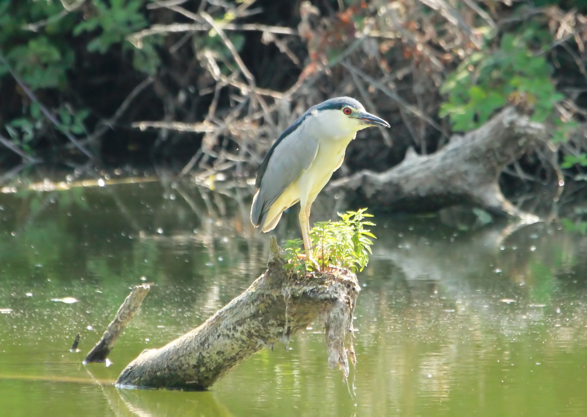 Provaglio D'Iseo - Le Torbiere