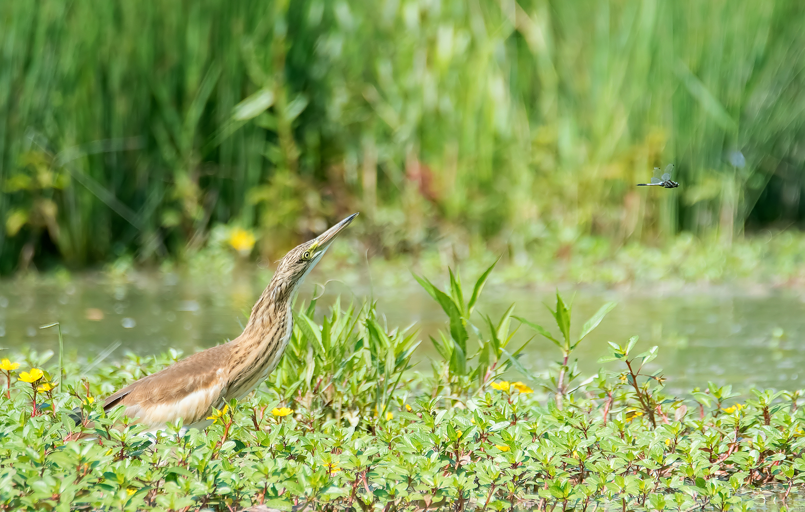 Sgarza ciuffetto e libellula