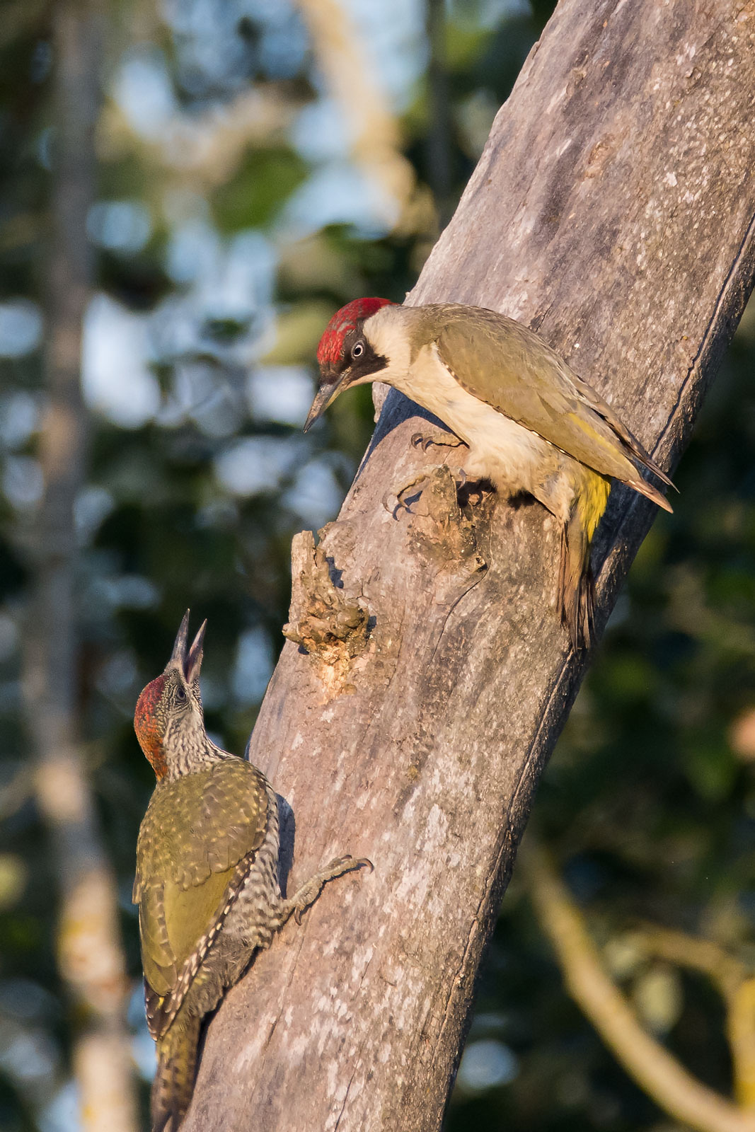 Green female with young woodpecker