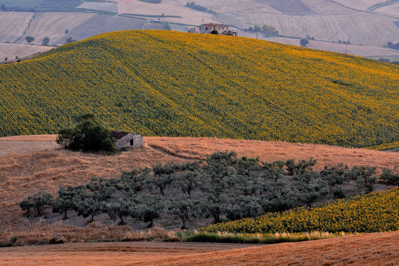 Suns Among the Sunflowers