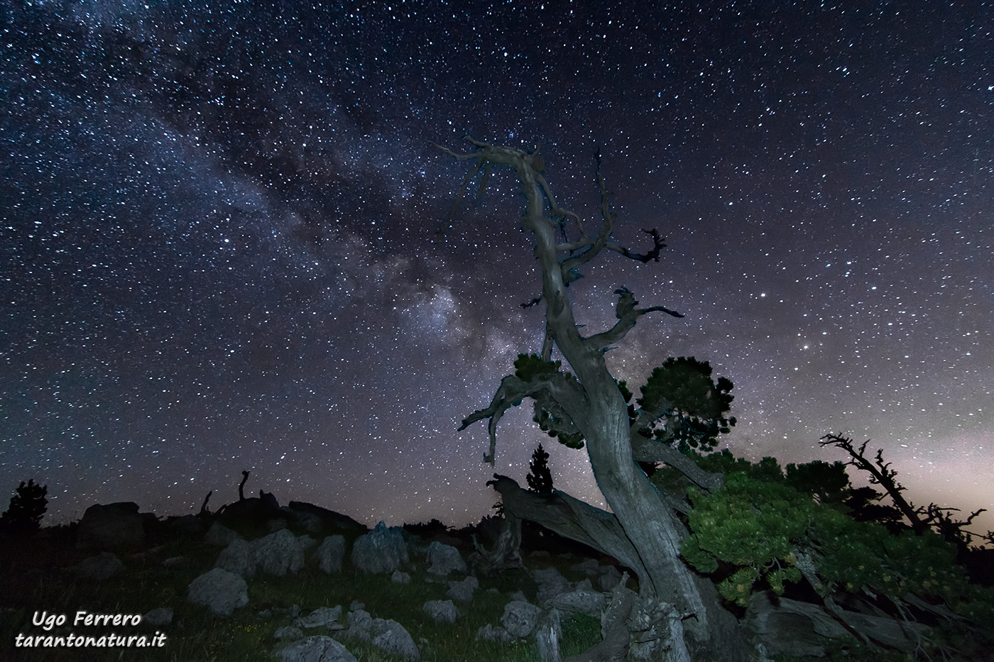 The pine and the Milky Way