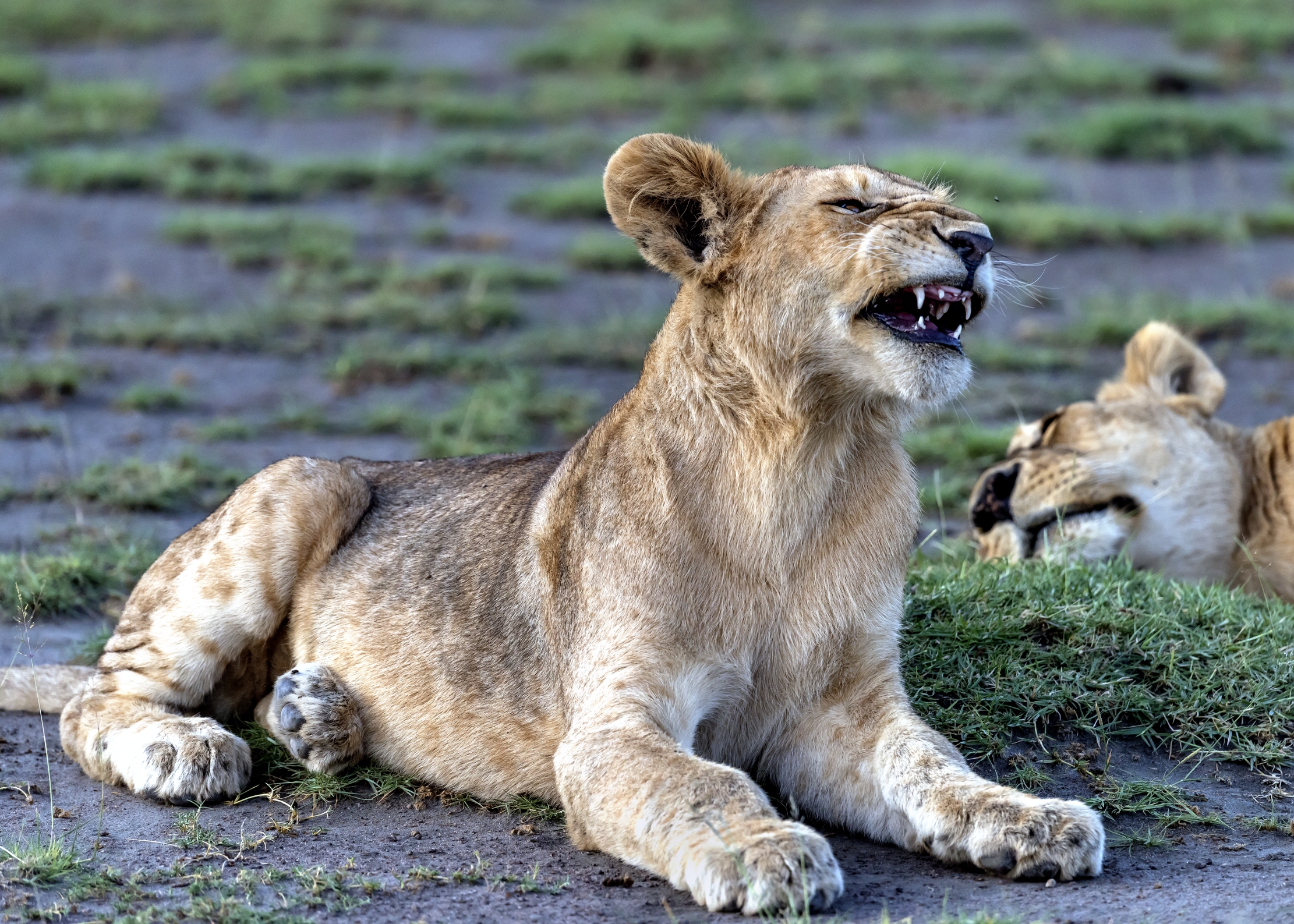 Tanzania 2016 - Cucciolio