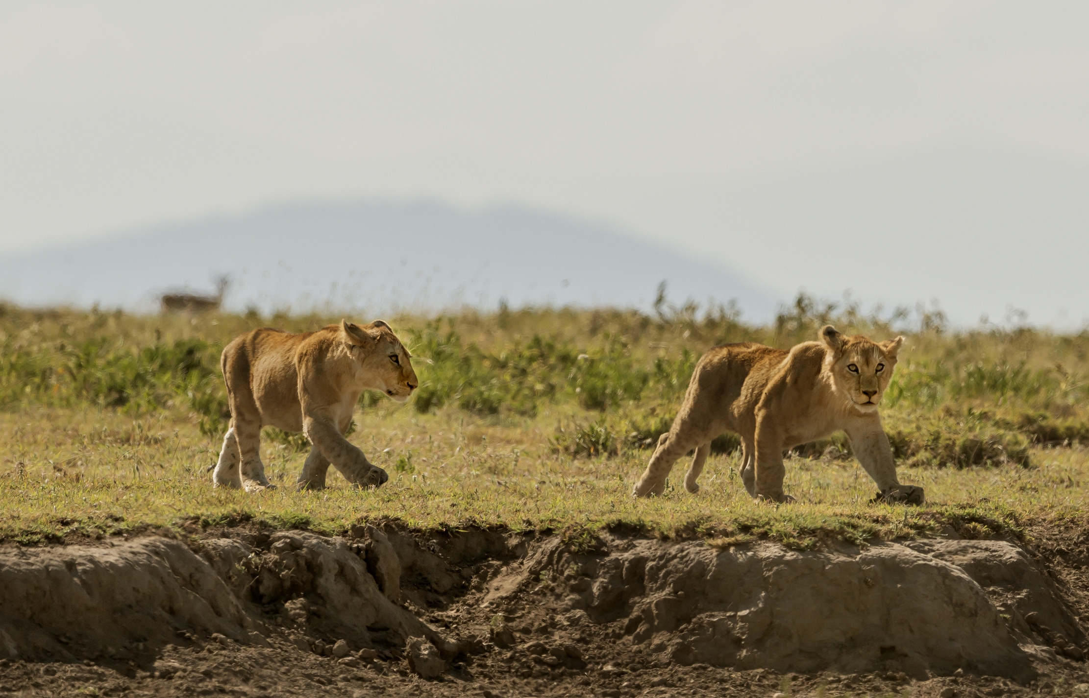 Tanzania 2016 - I Cuccioli e l'intruso