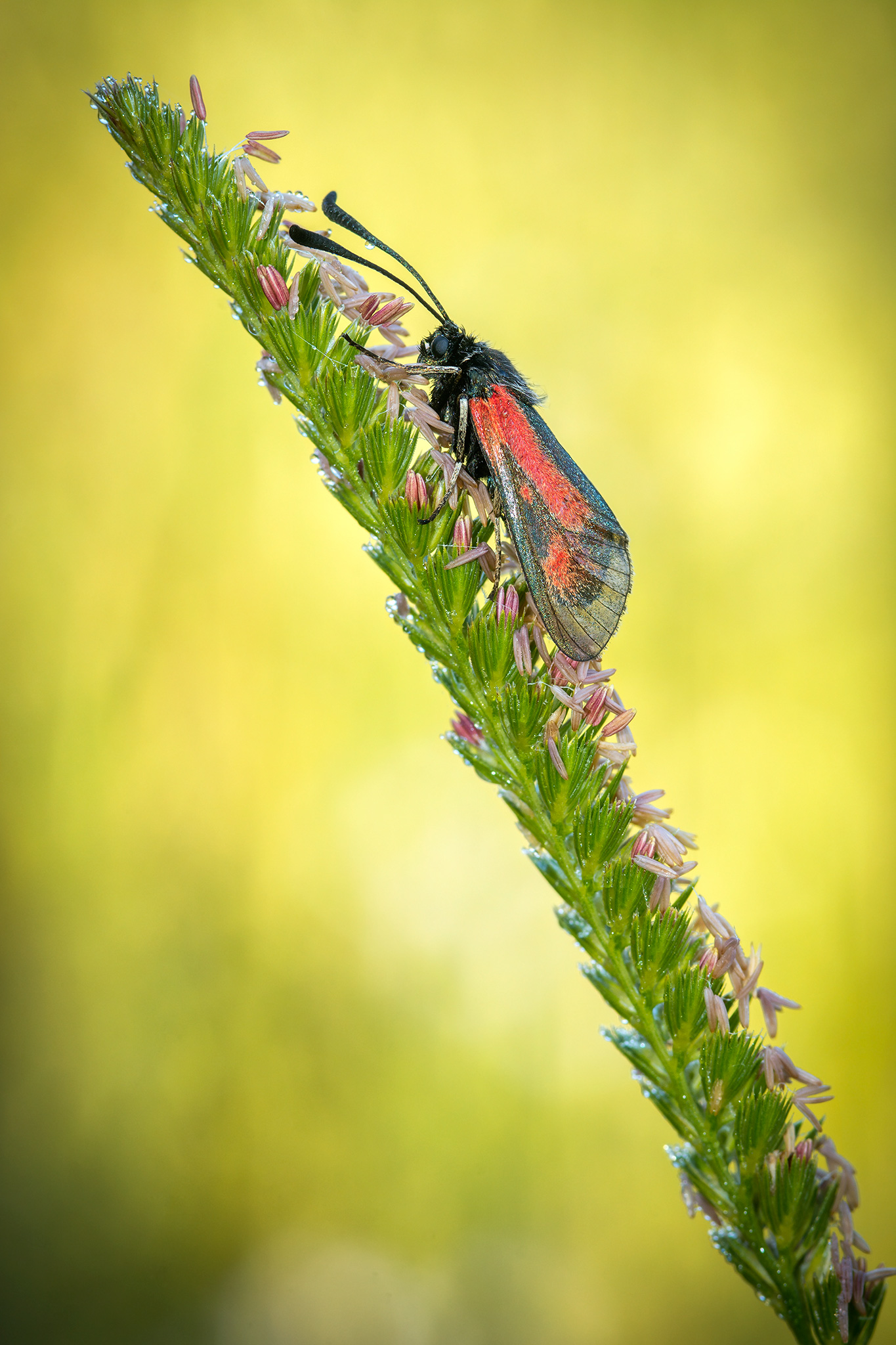zygaena