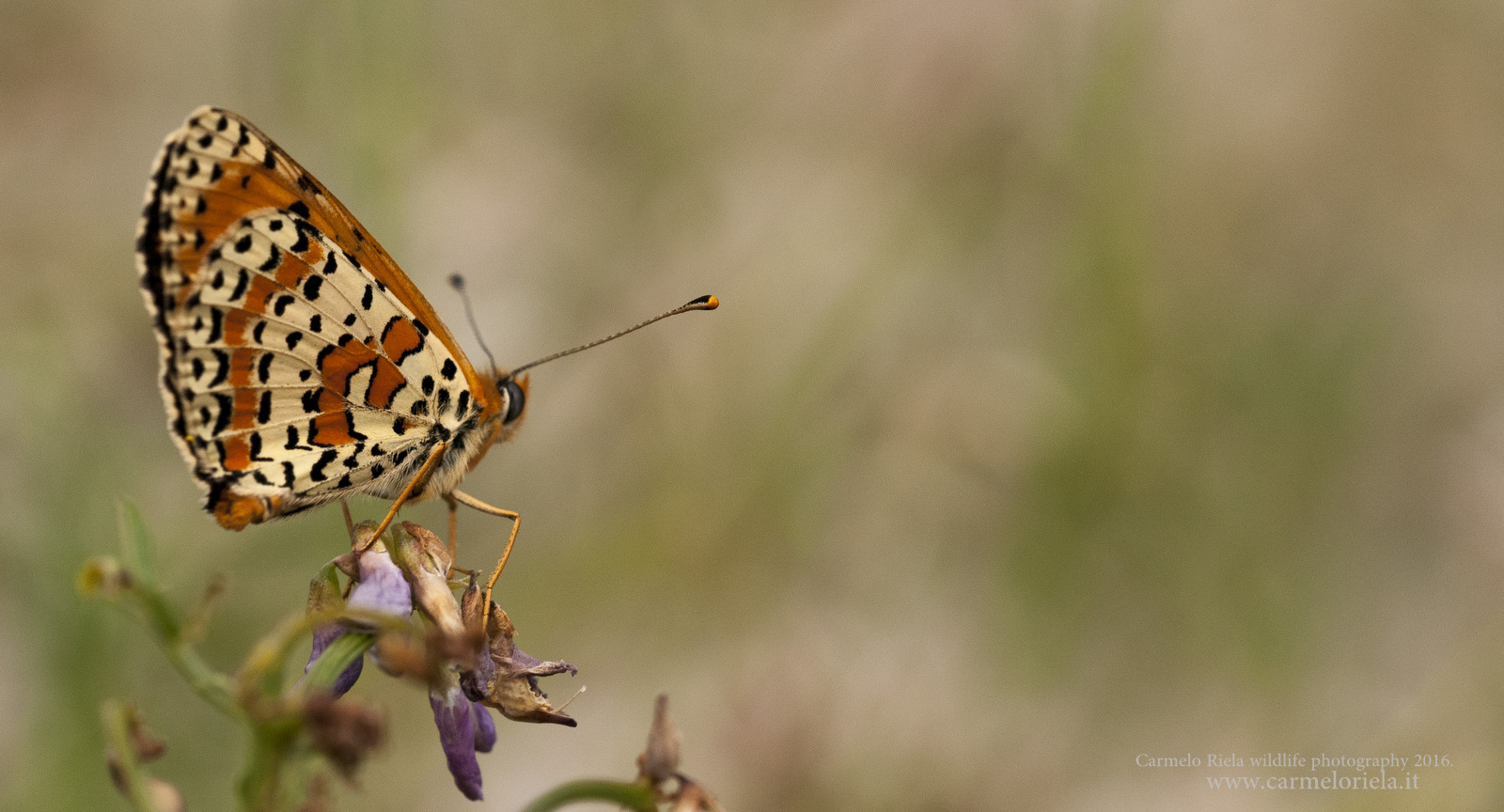 Fritillary (Melitaea didyma).