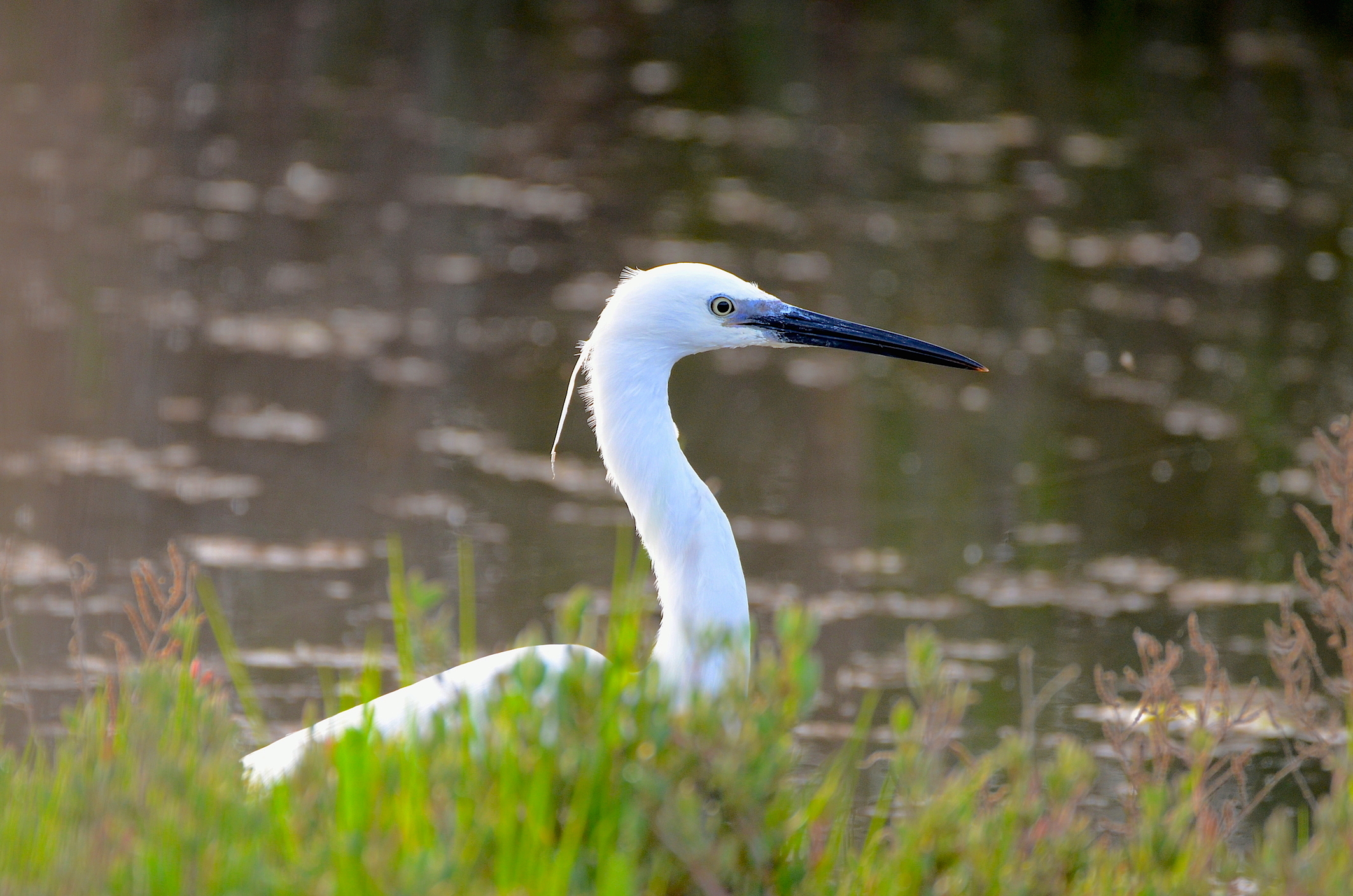 Close-up Egret ... in cotroluce ..