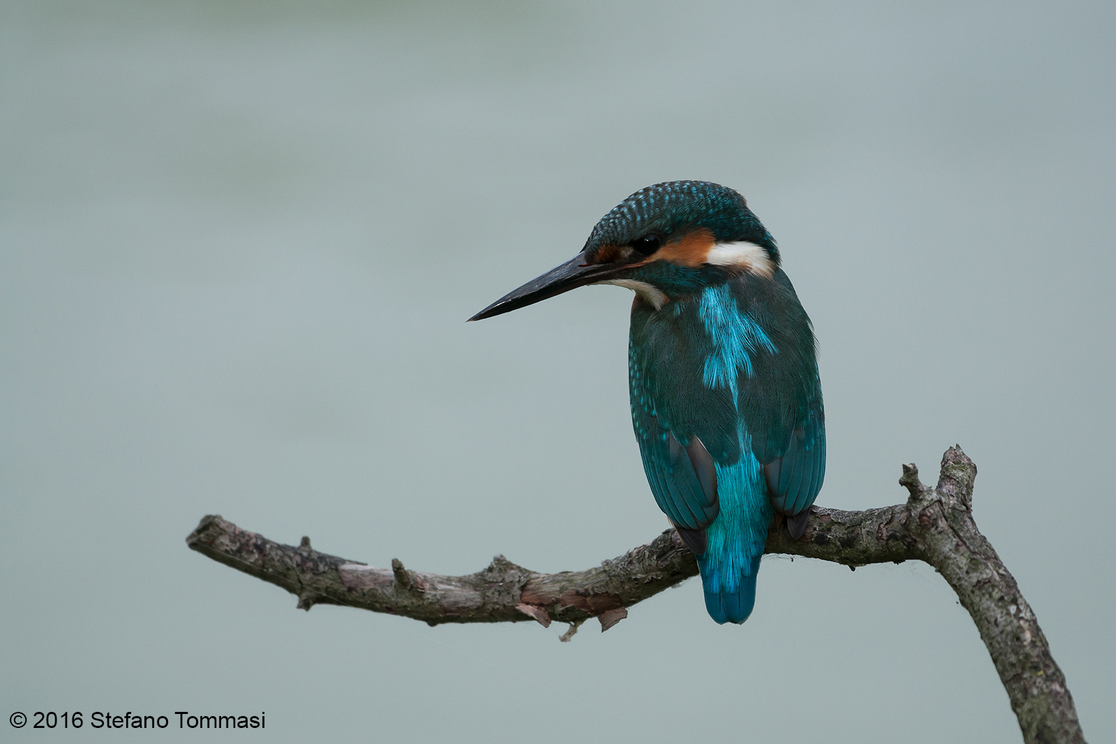 Peering into the water