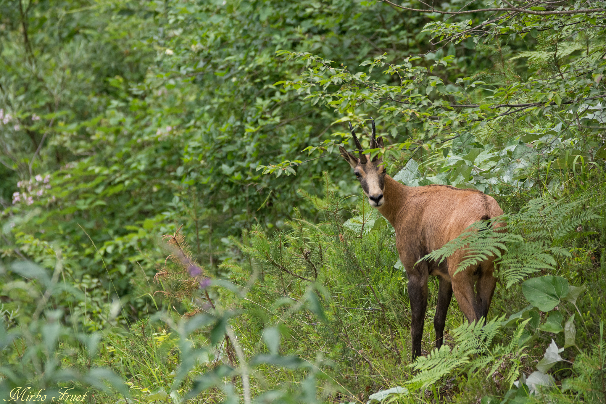 Al ritorno dal capanno...