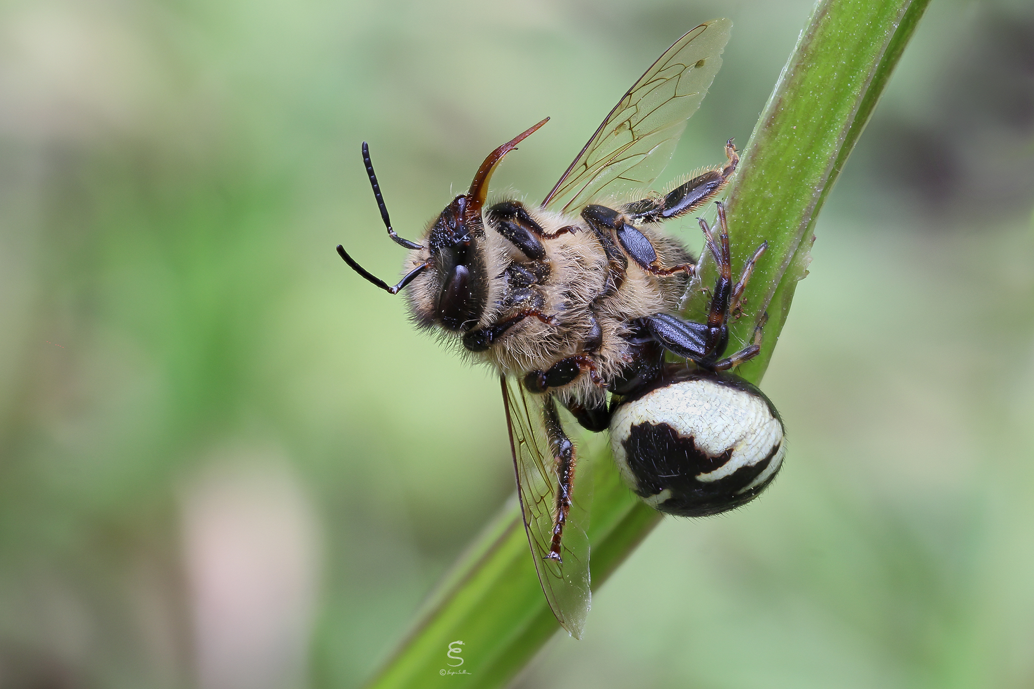 Synema globosum preying bee