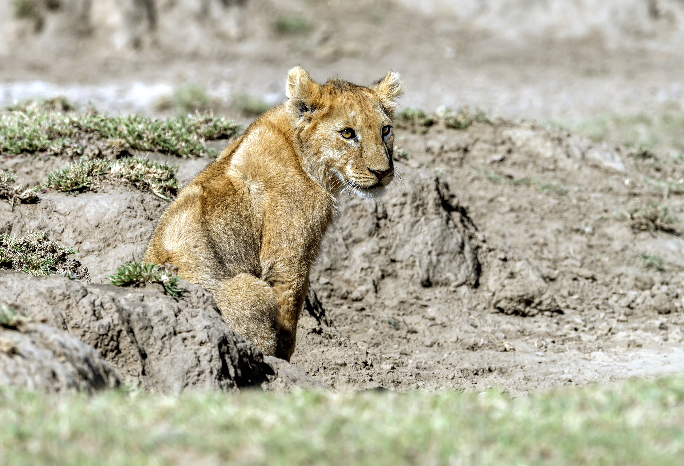 Tanzania 2016 - Cucciolo